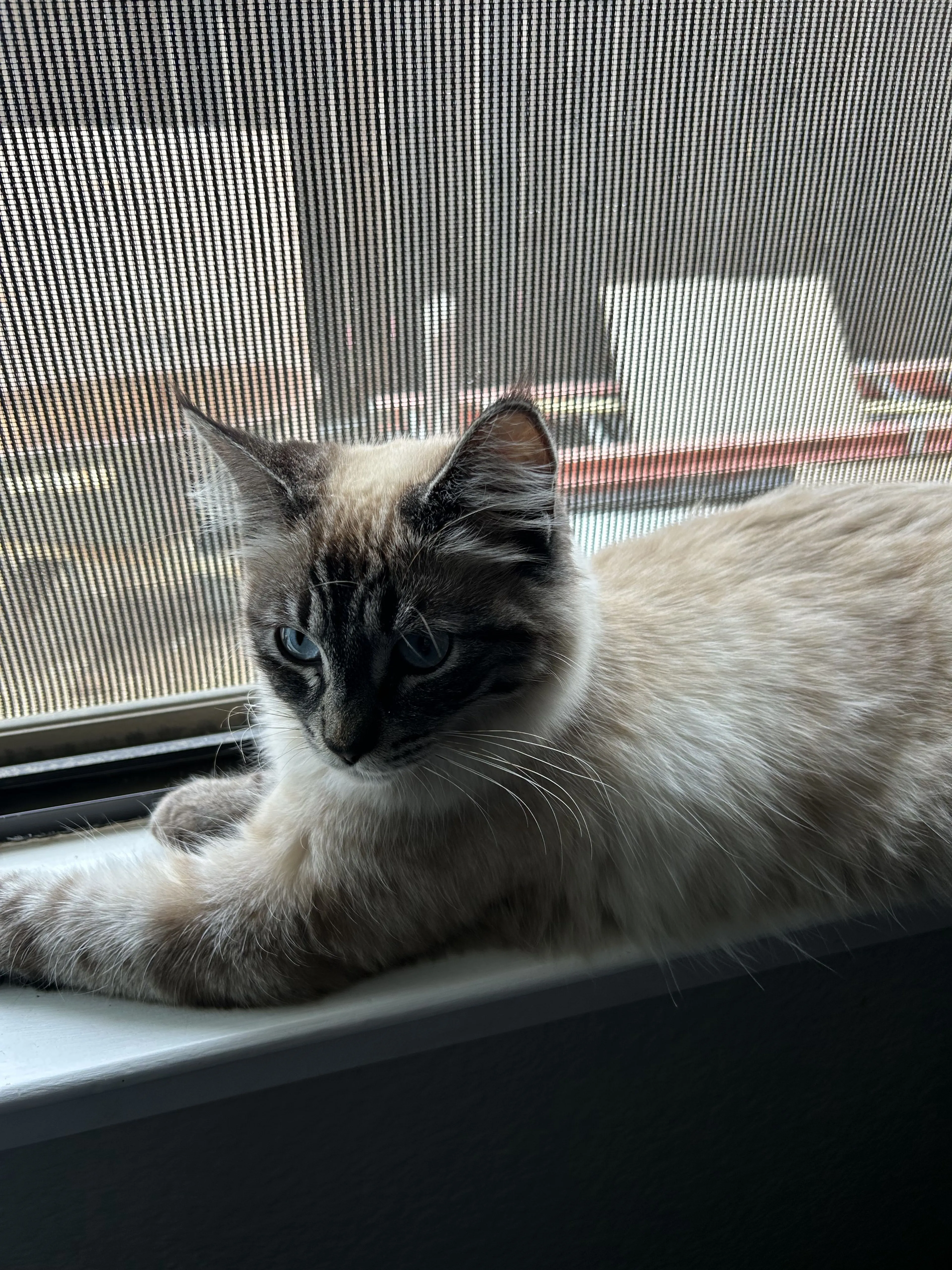 Lost pet-0