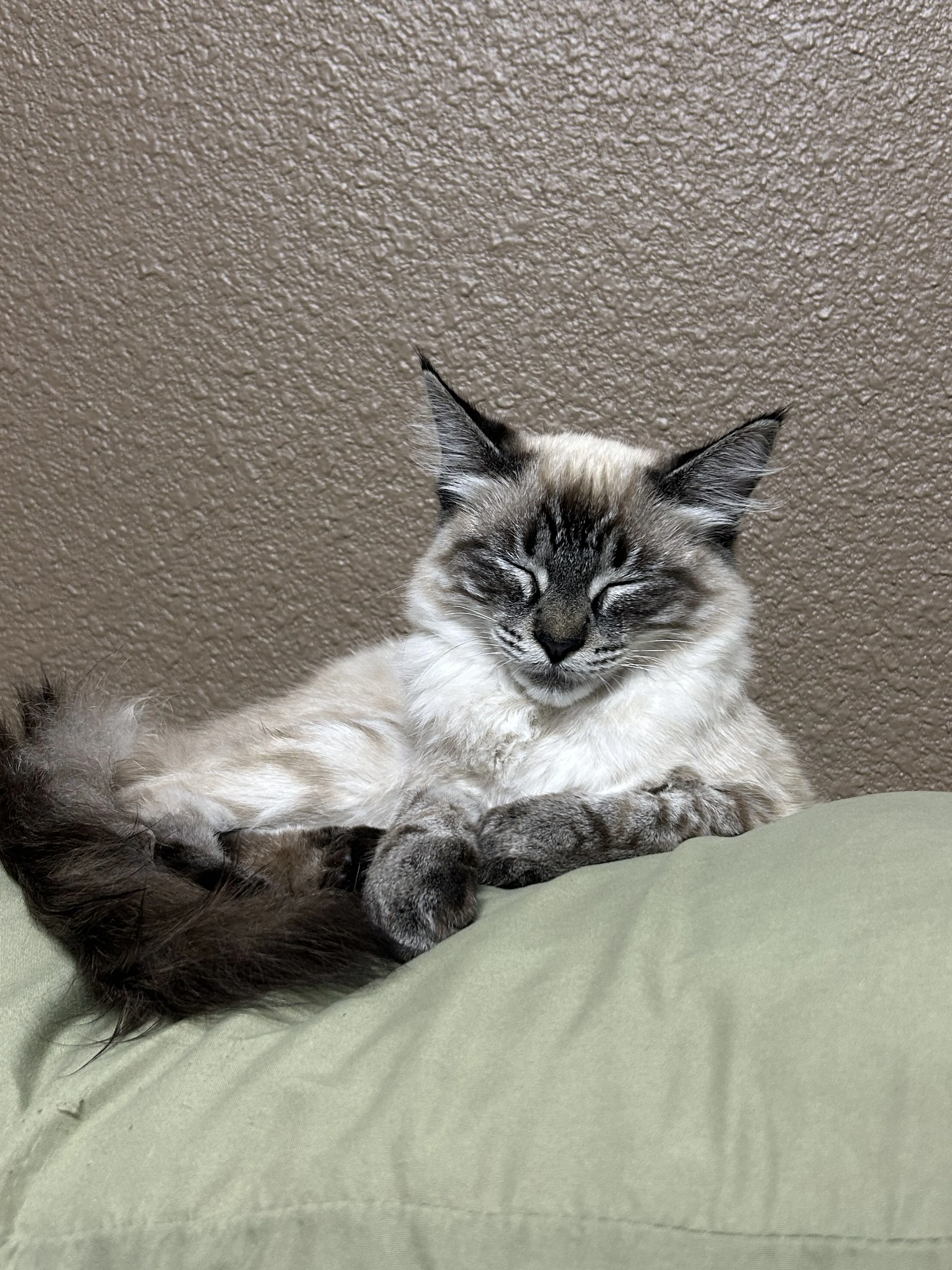Lost pet-3