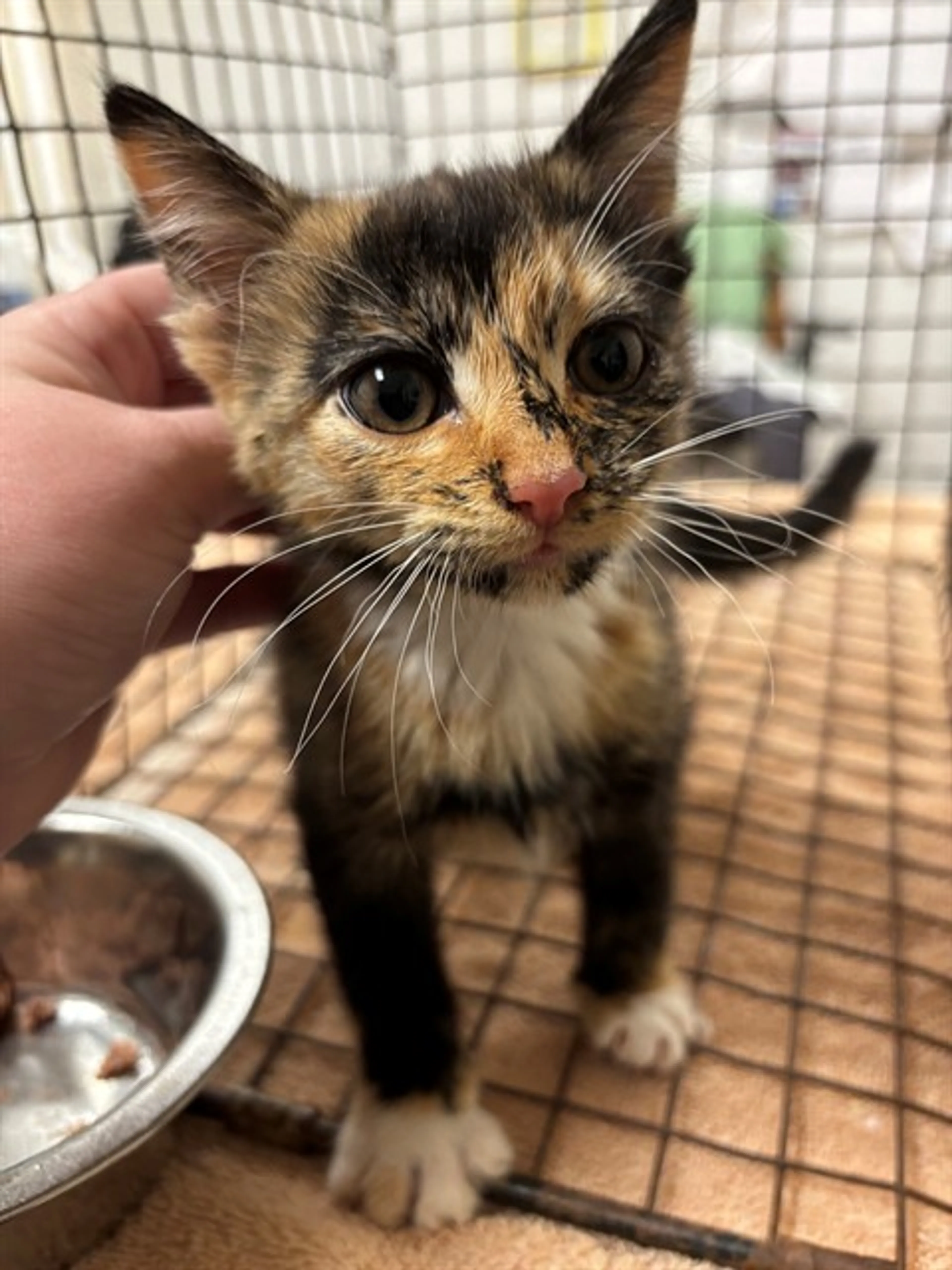Found pet