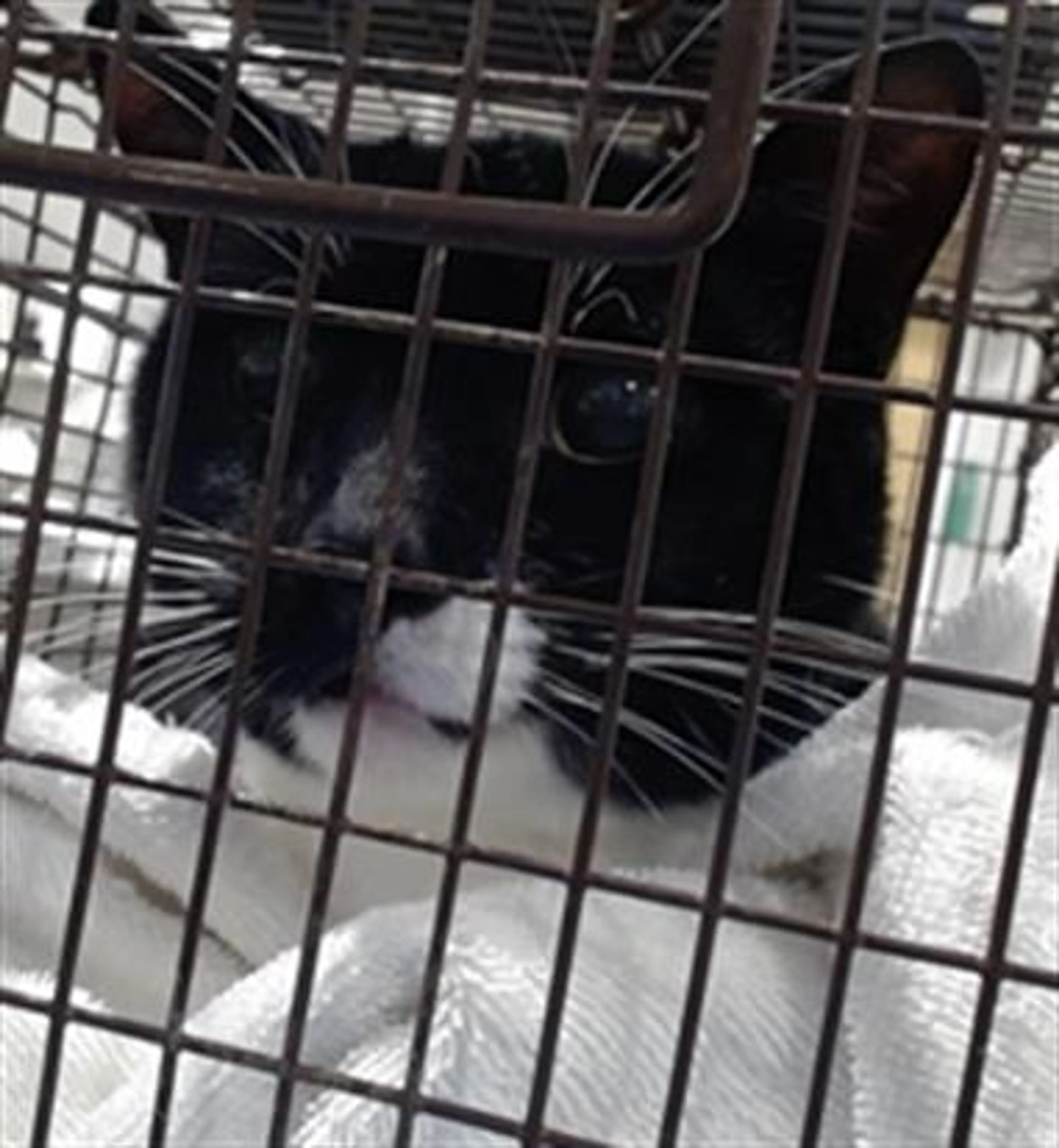 Found pet