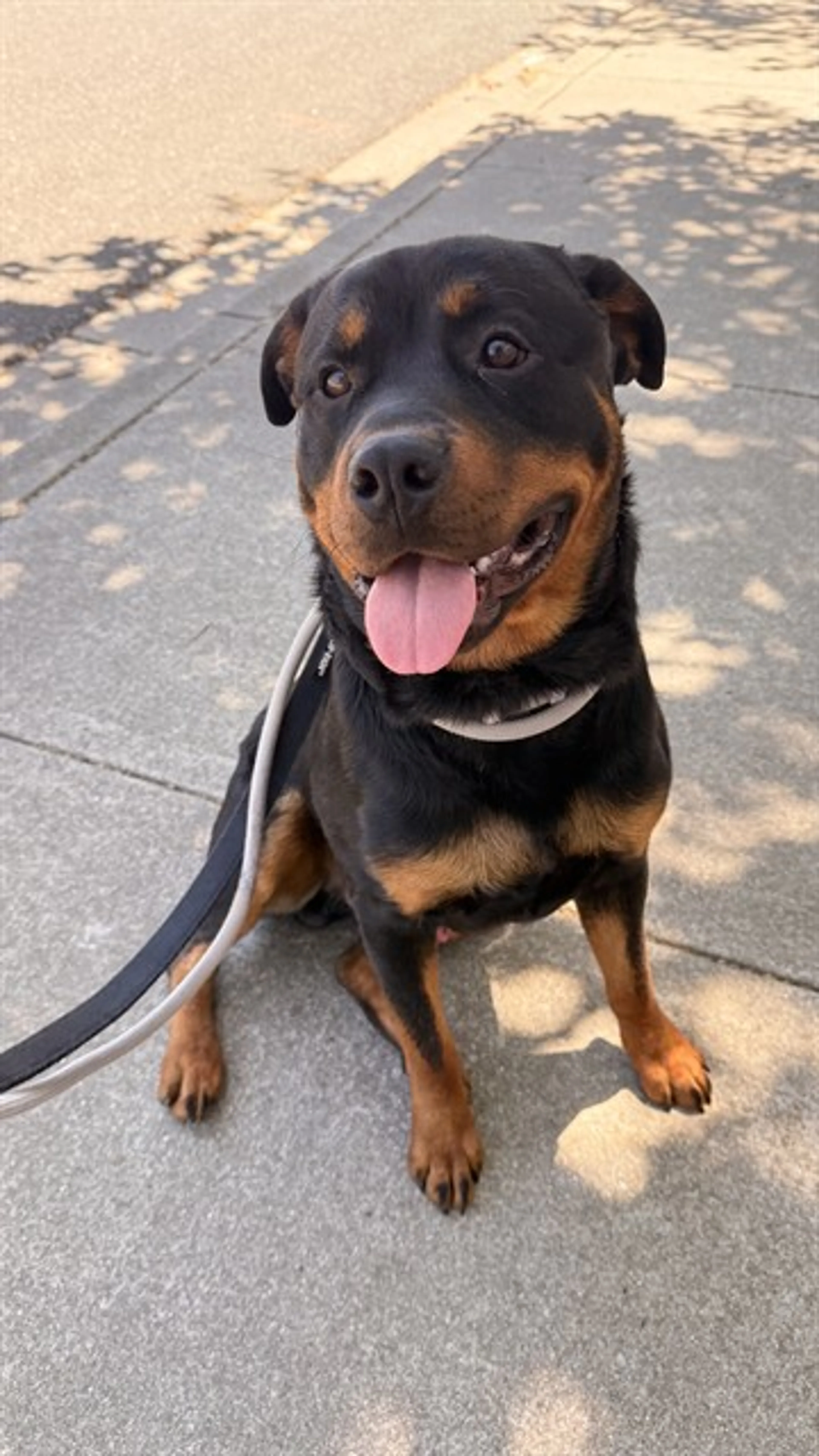Found pet