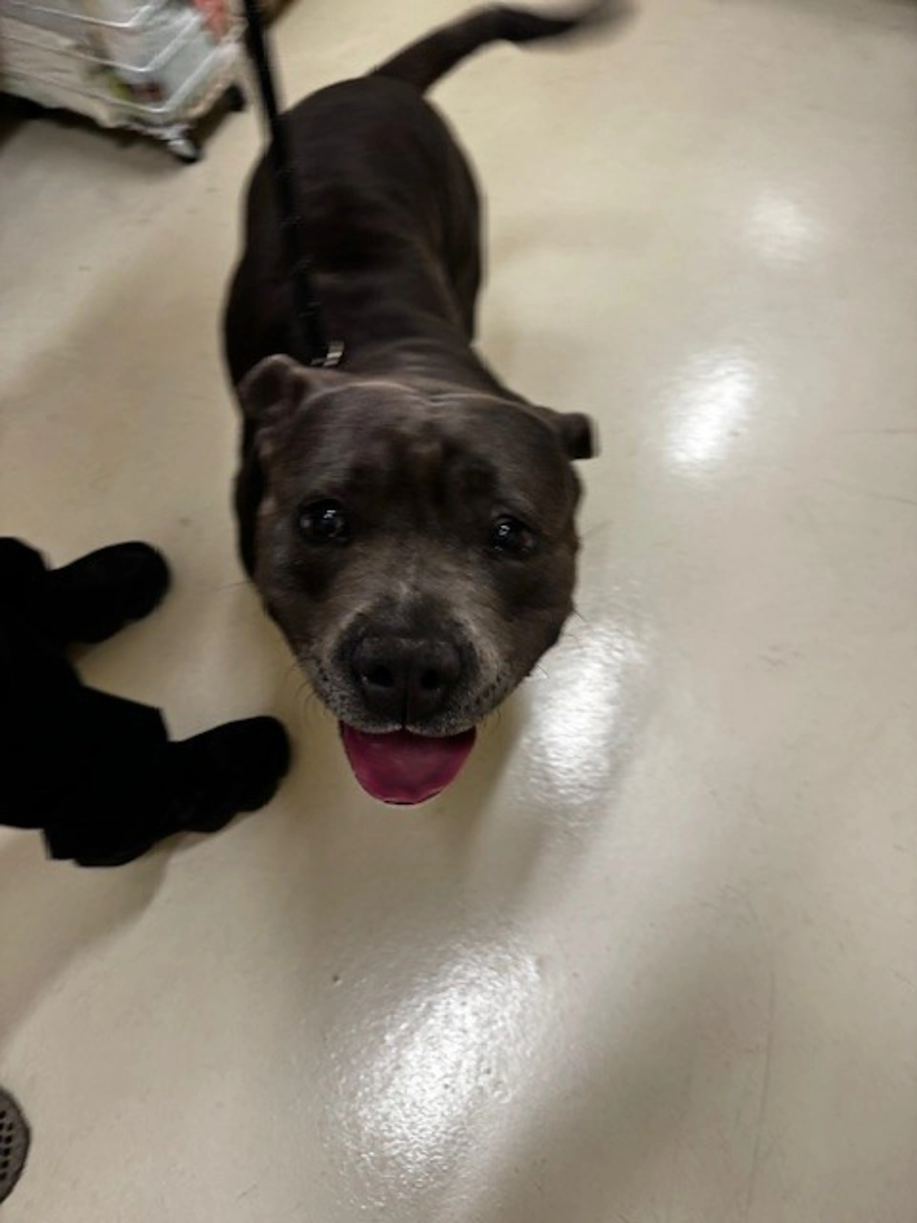 Found pet