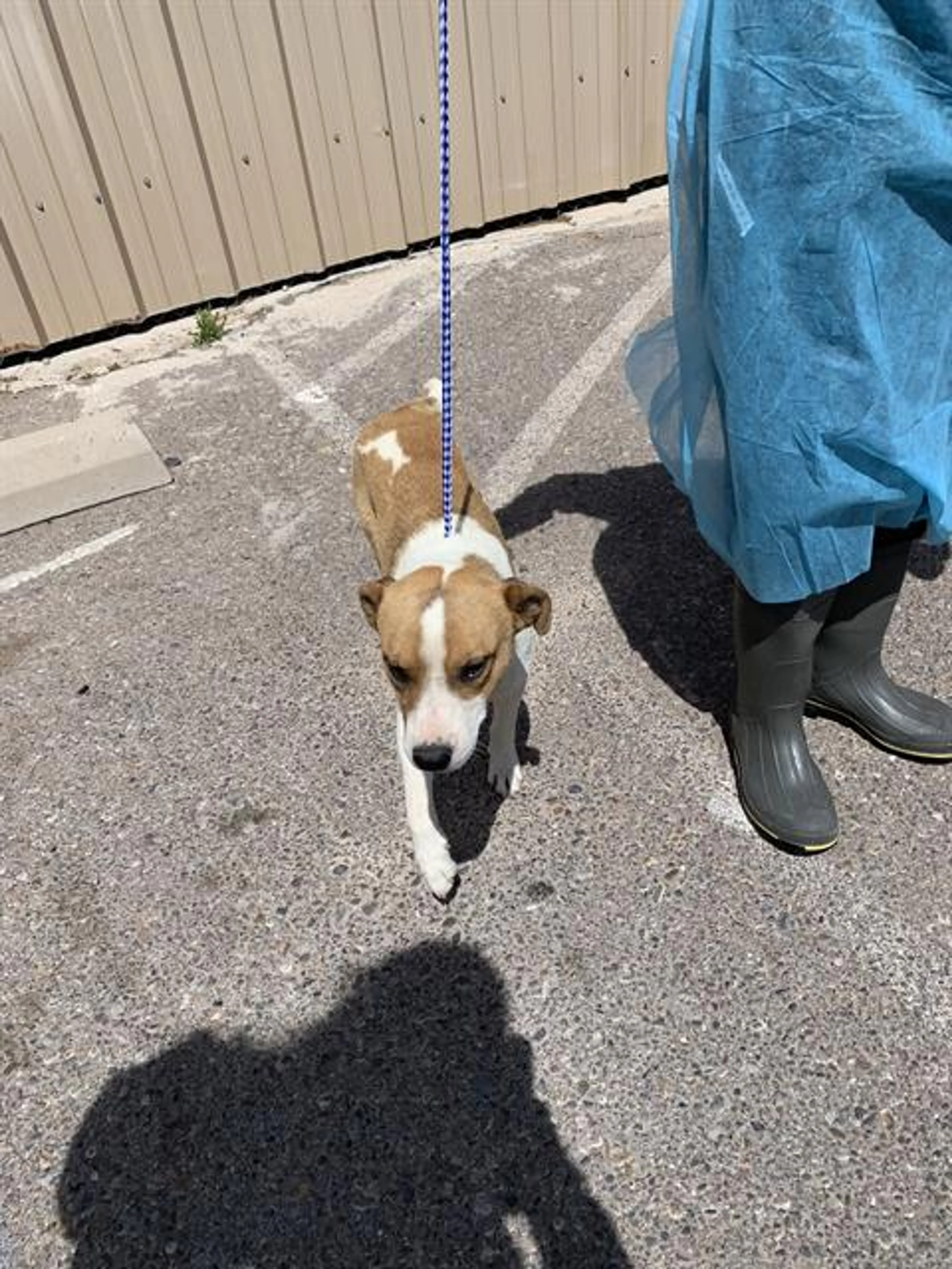Found pet