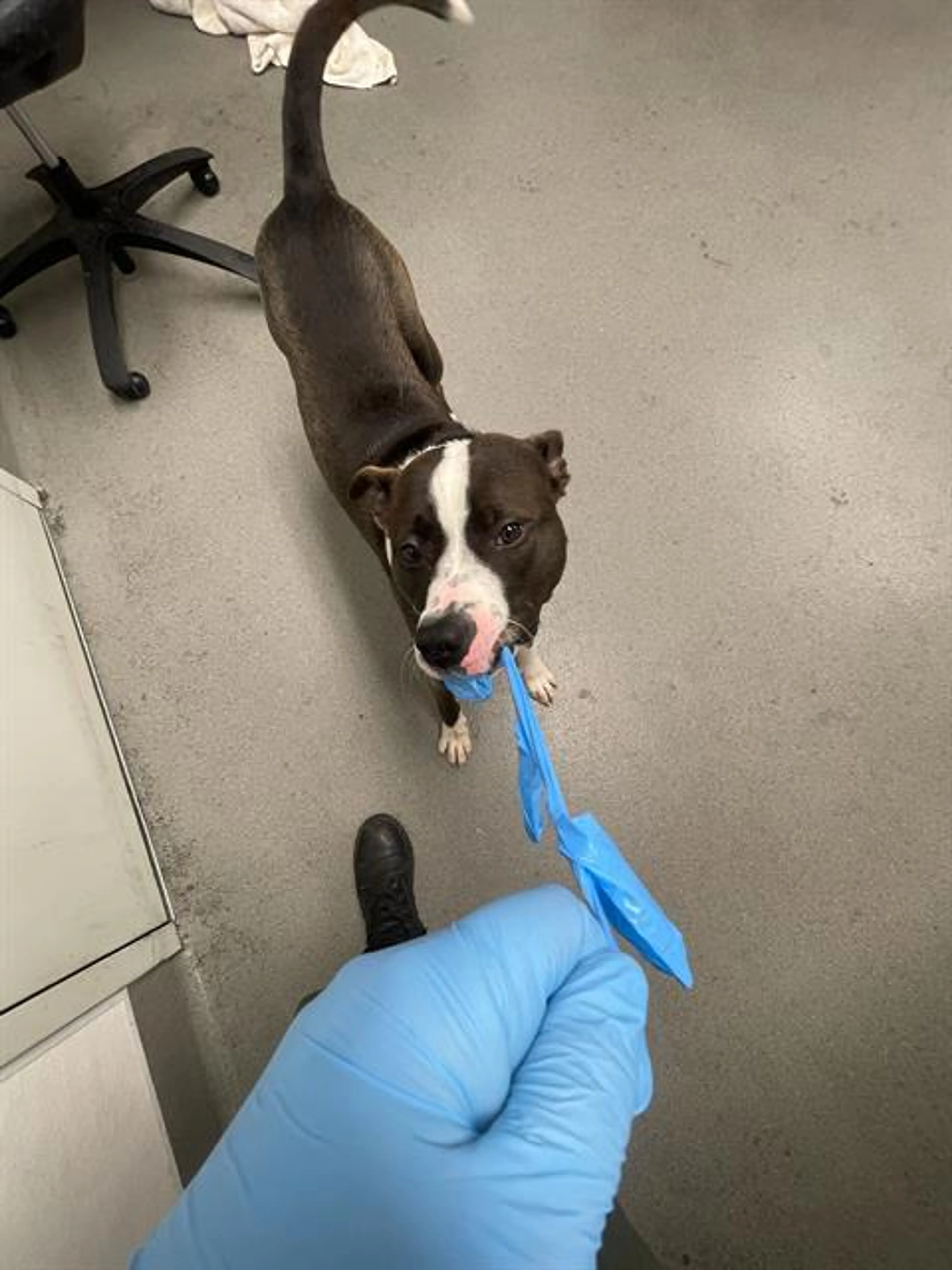 Found pet