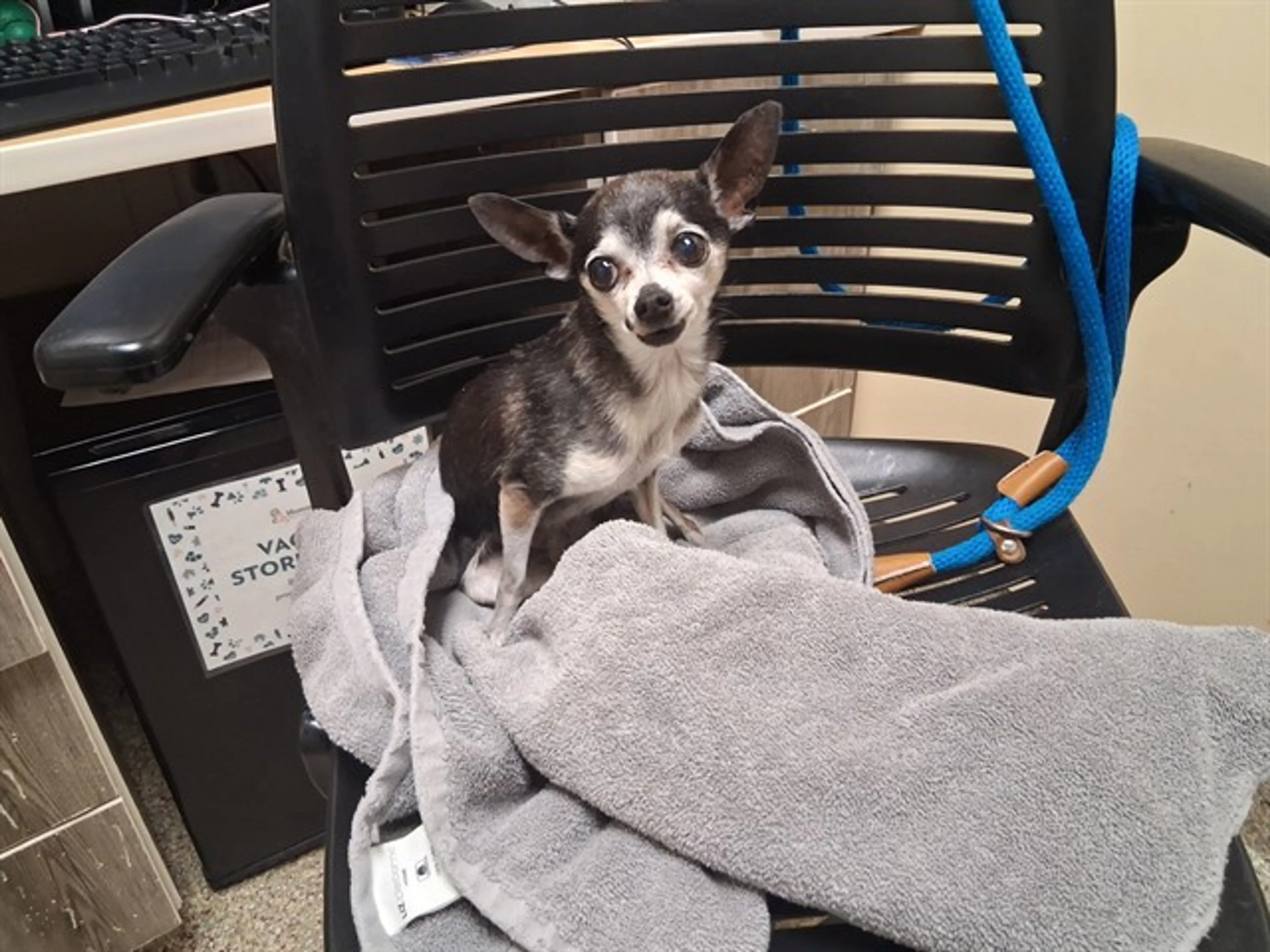 Found pet