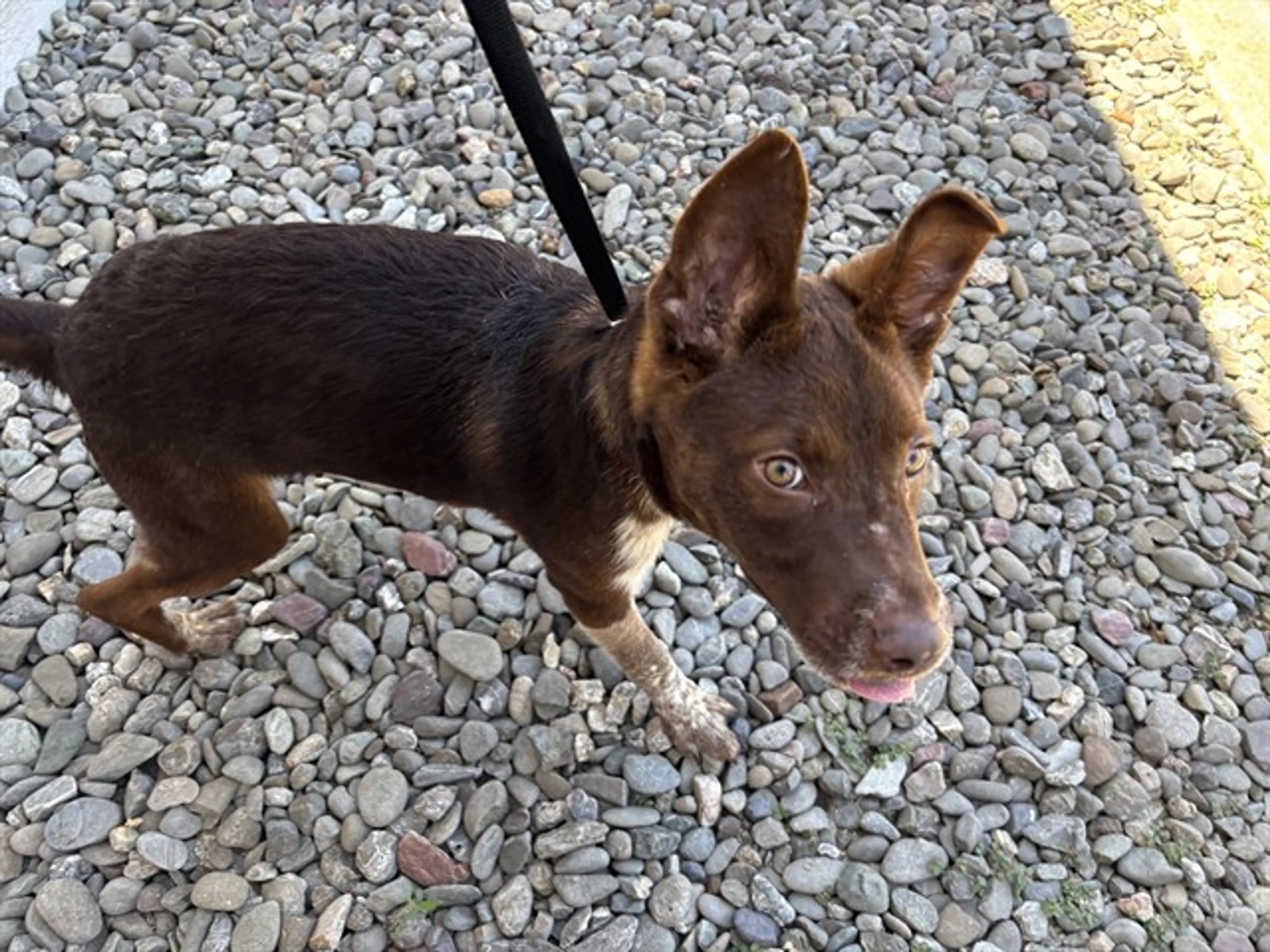 Found pet
