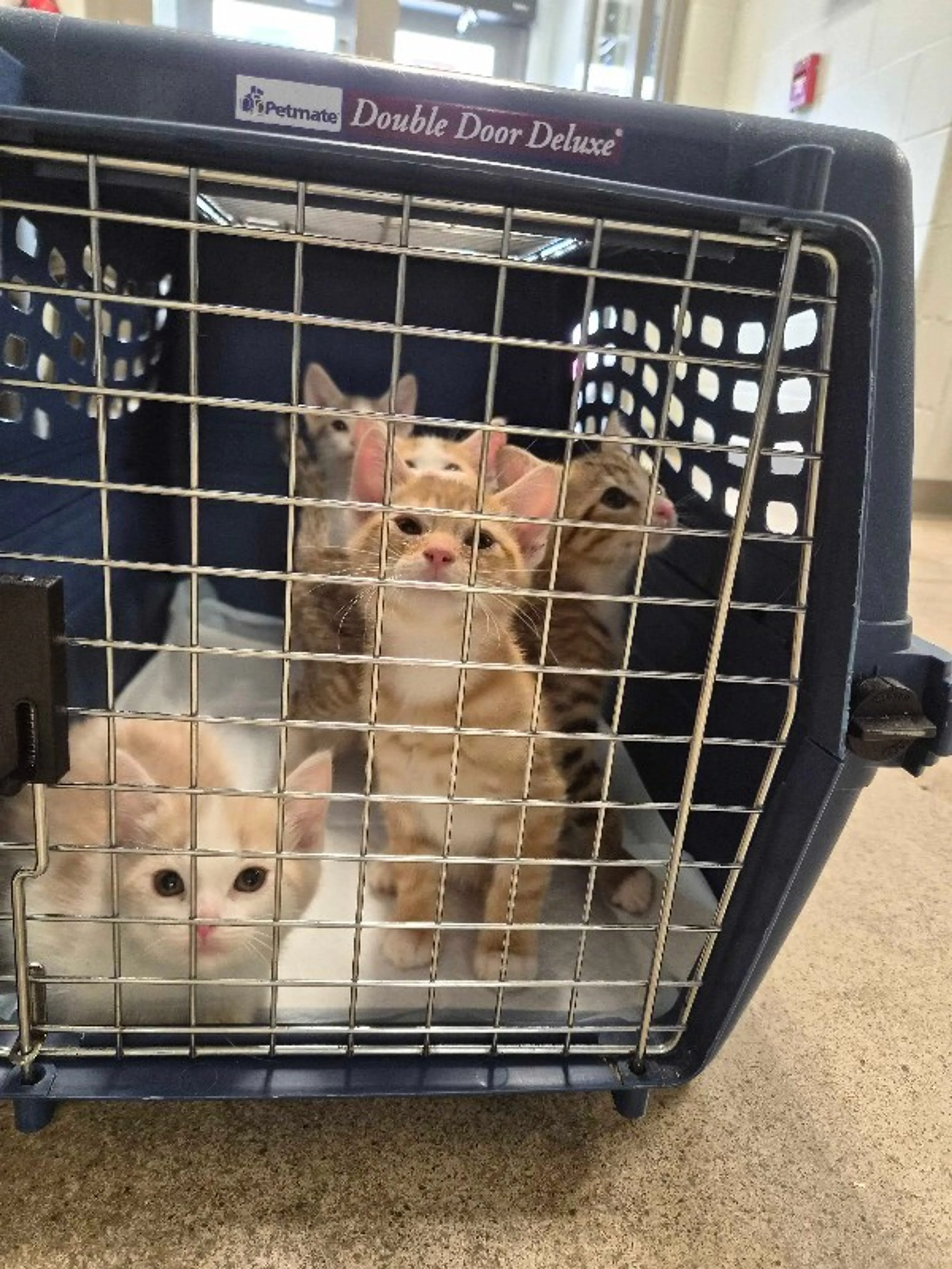 Found pet