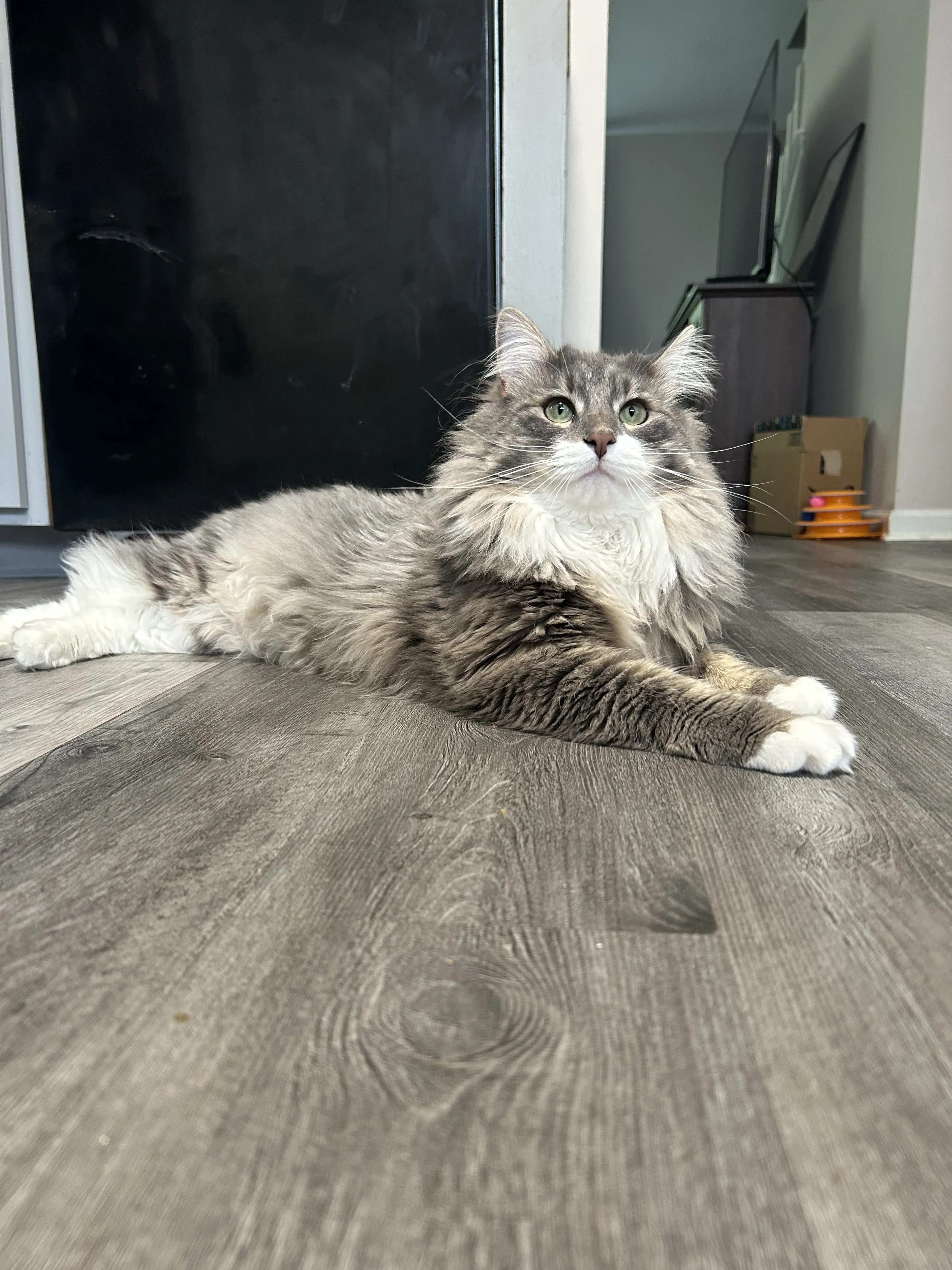 Lost pet-0