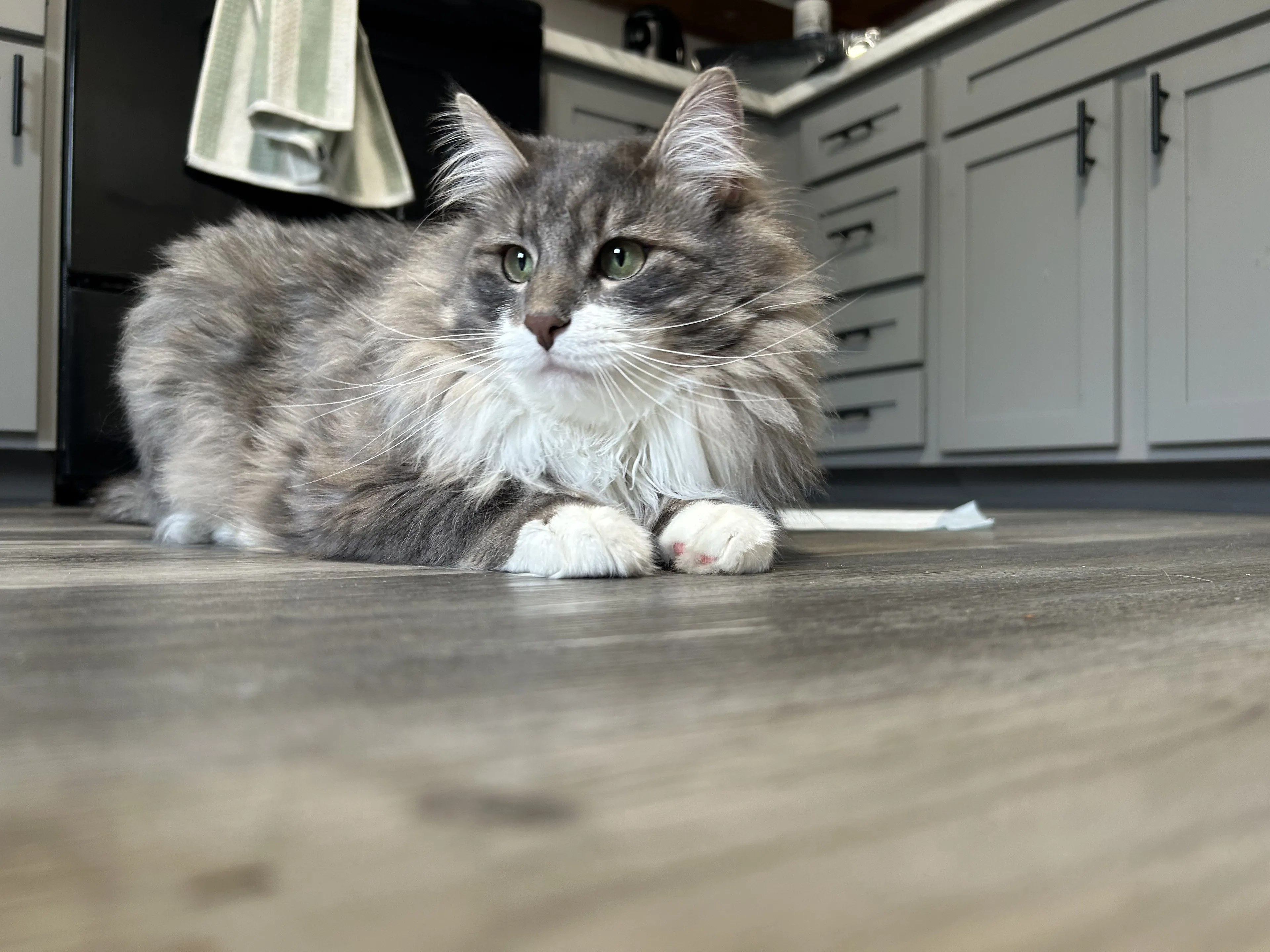 Lost pet-1