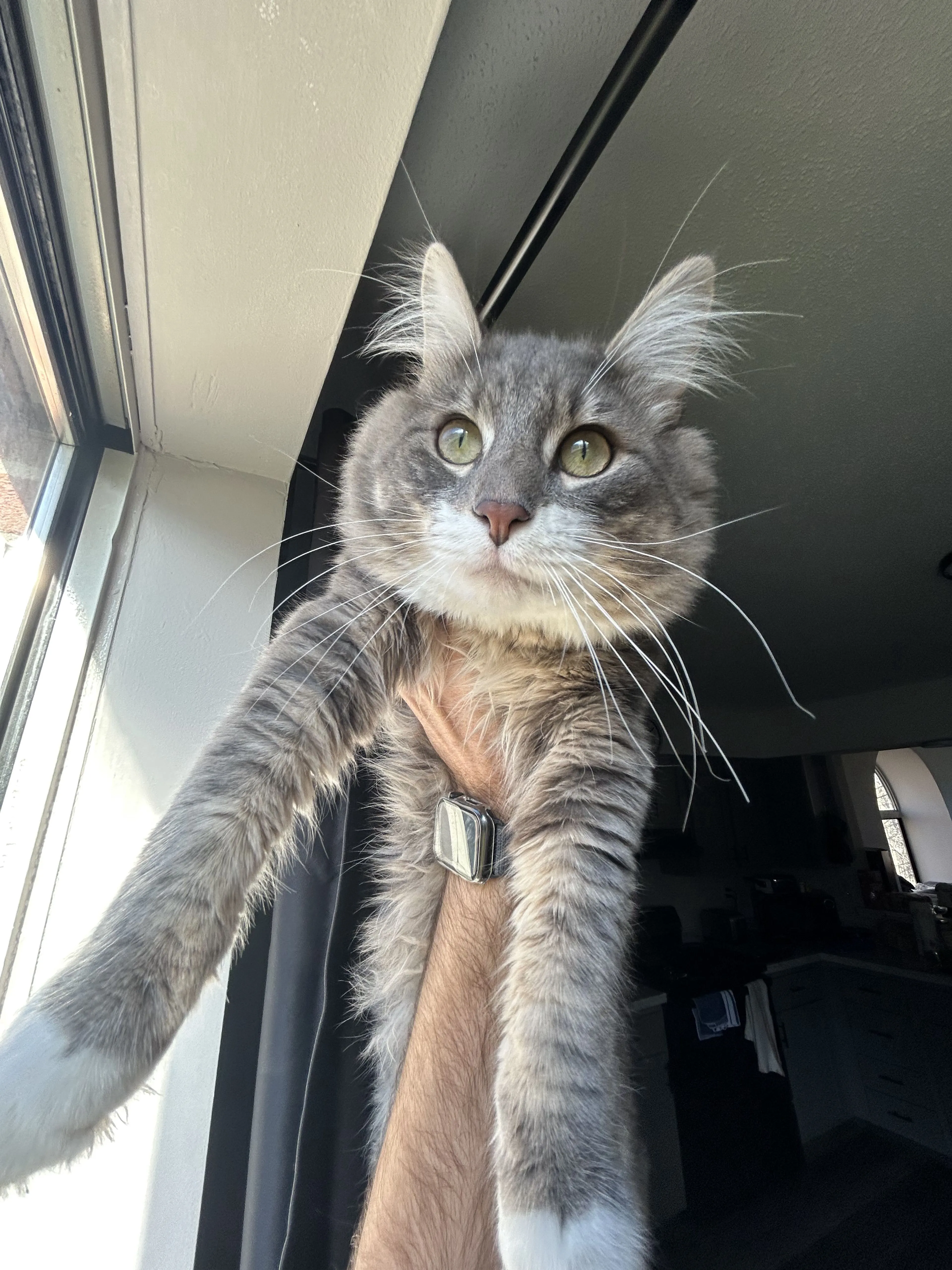 Lost pet-4