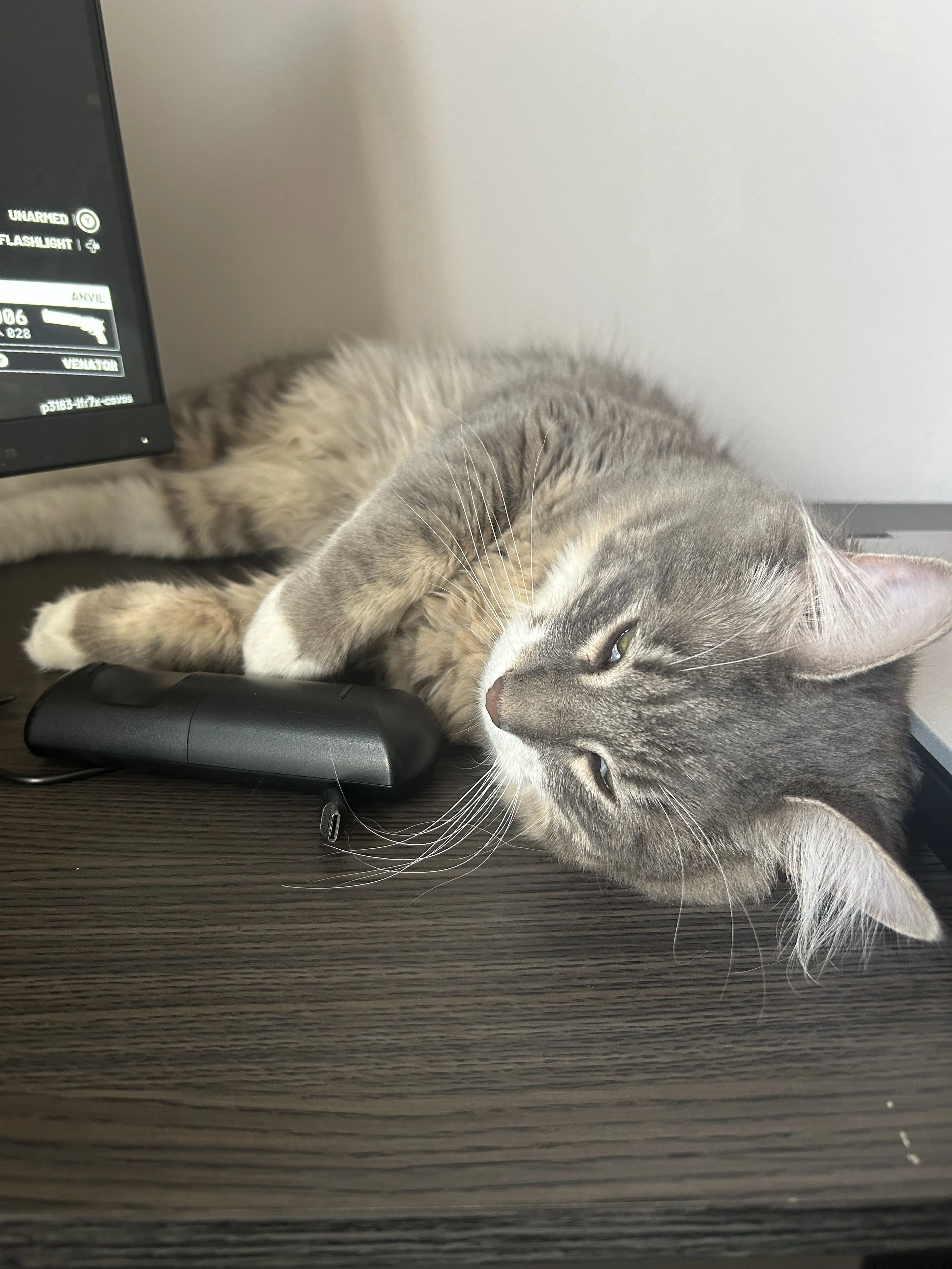 Lost pet-3