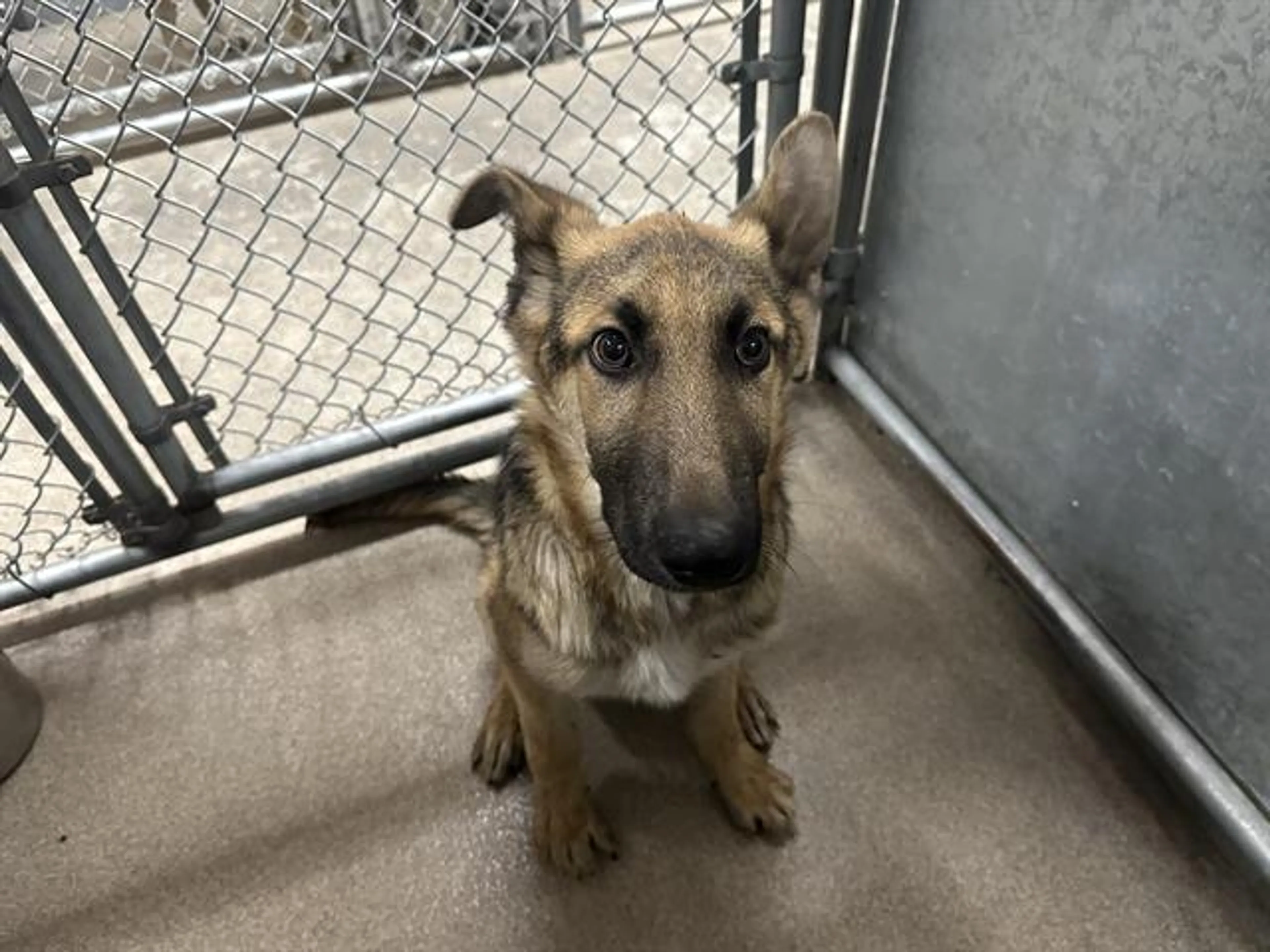 Found pet