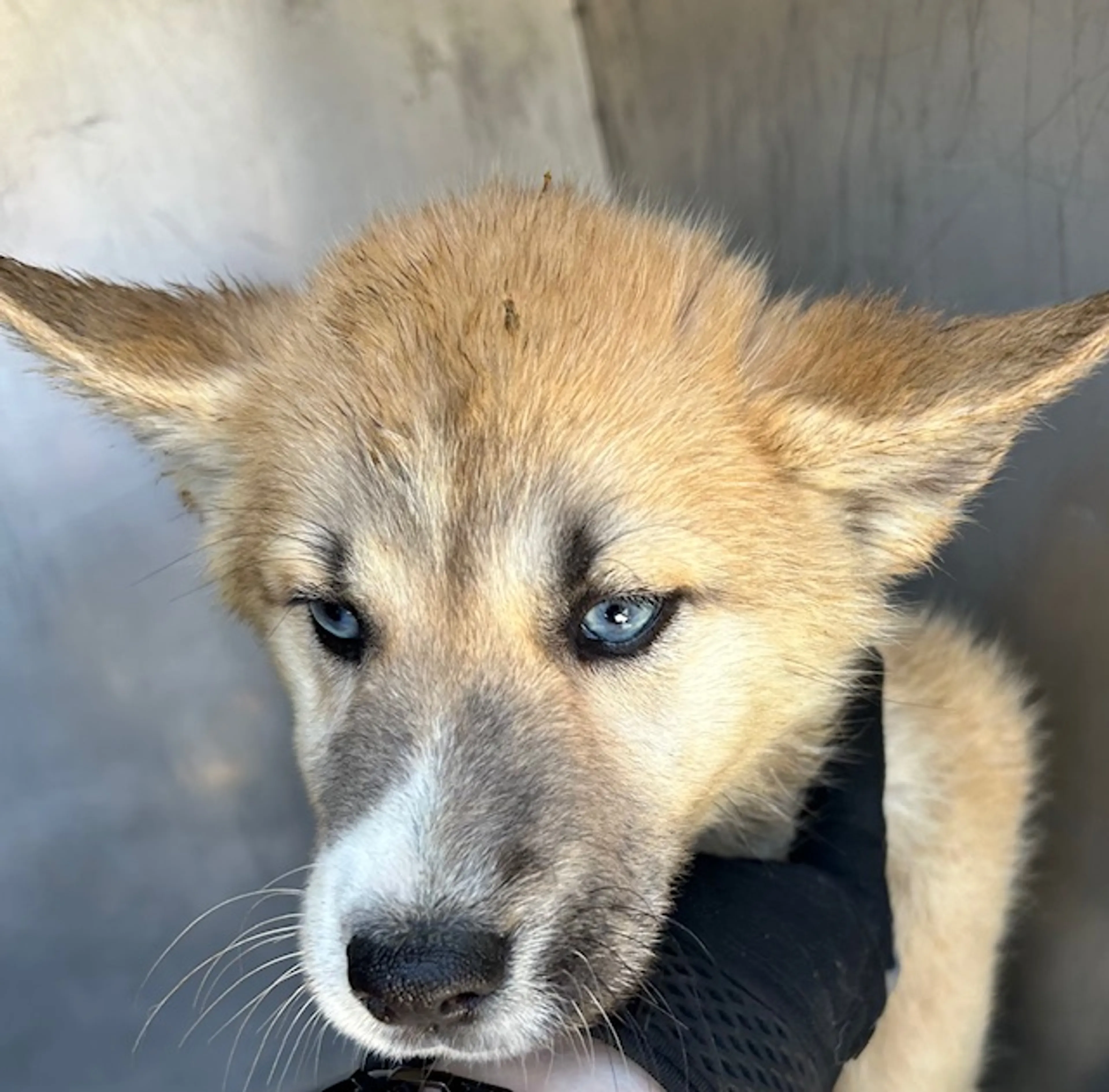 Found pet