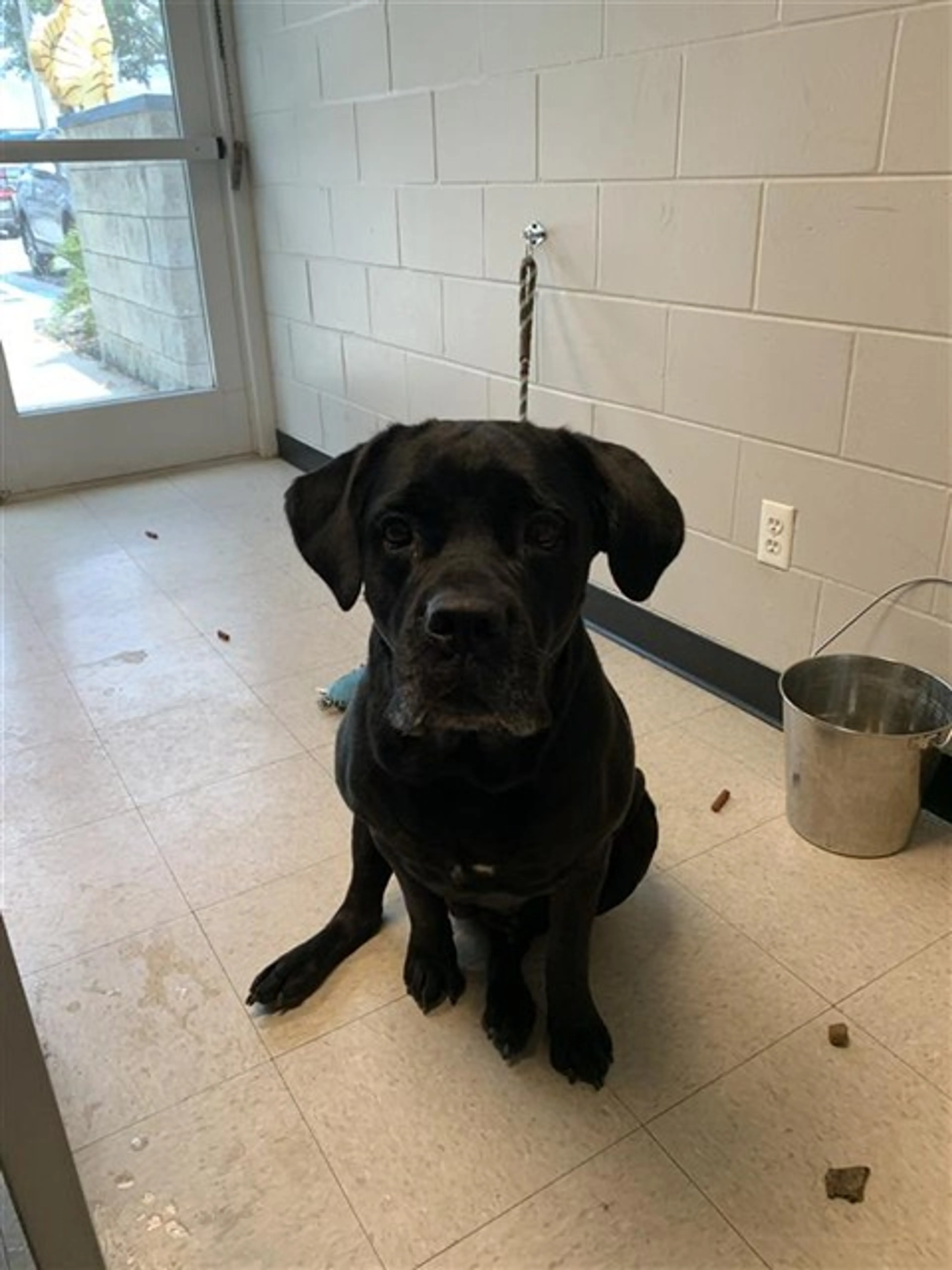 Found pet