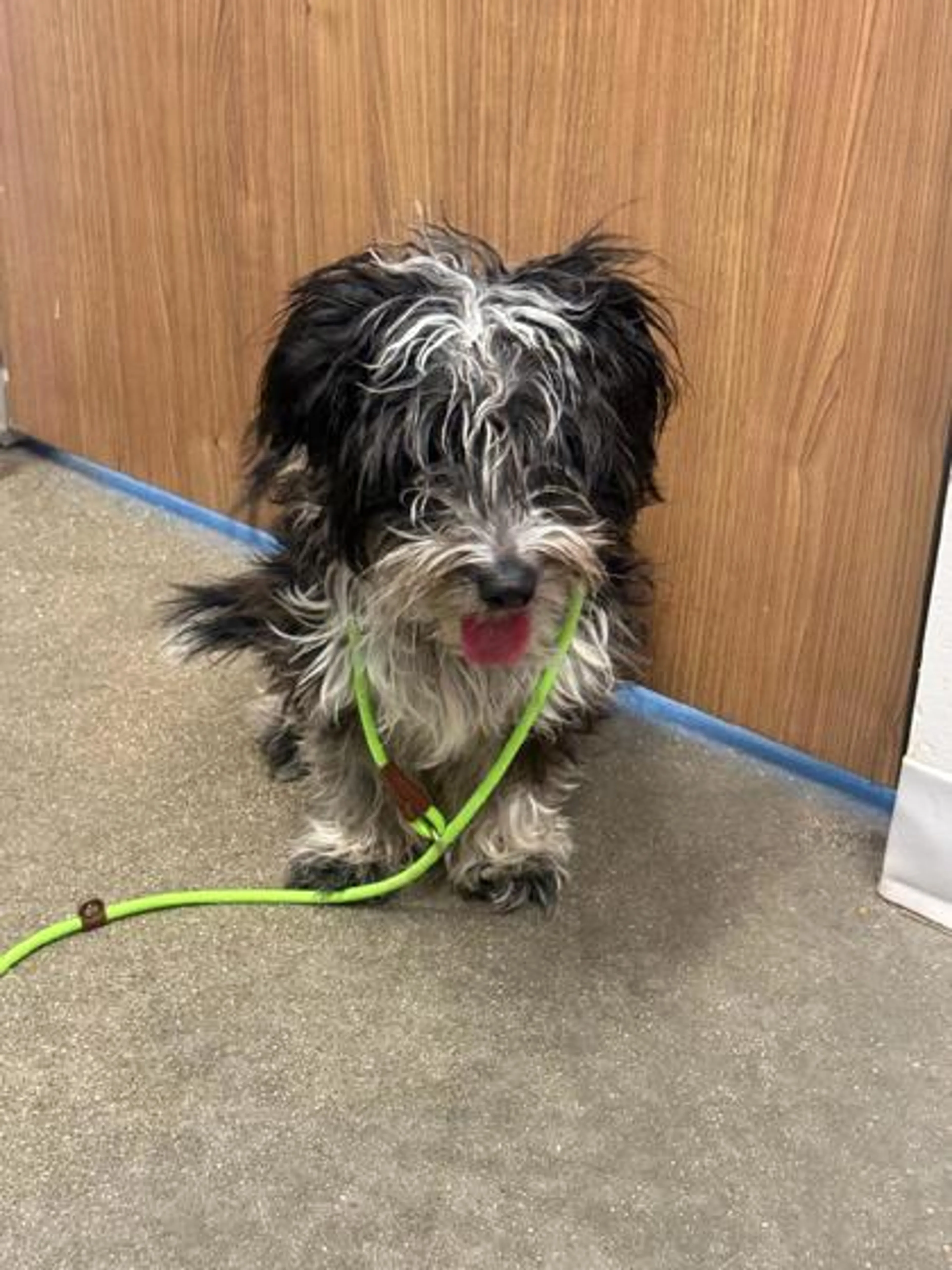 Found pet