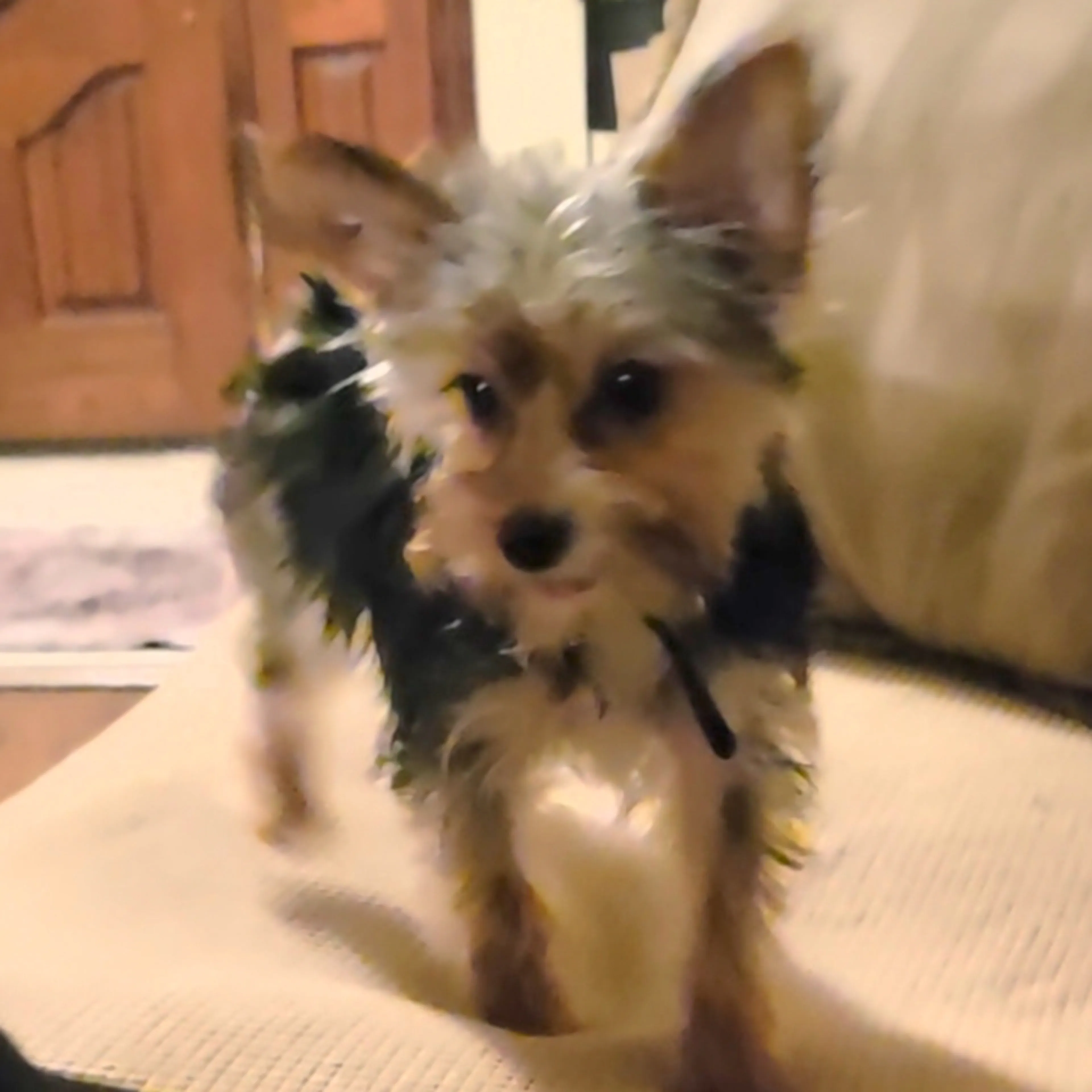 Lost pet-0