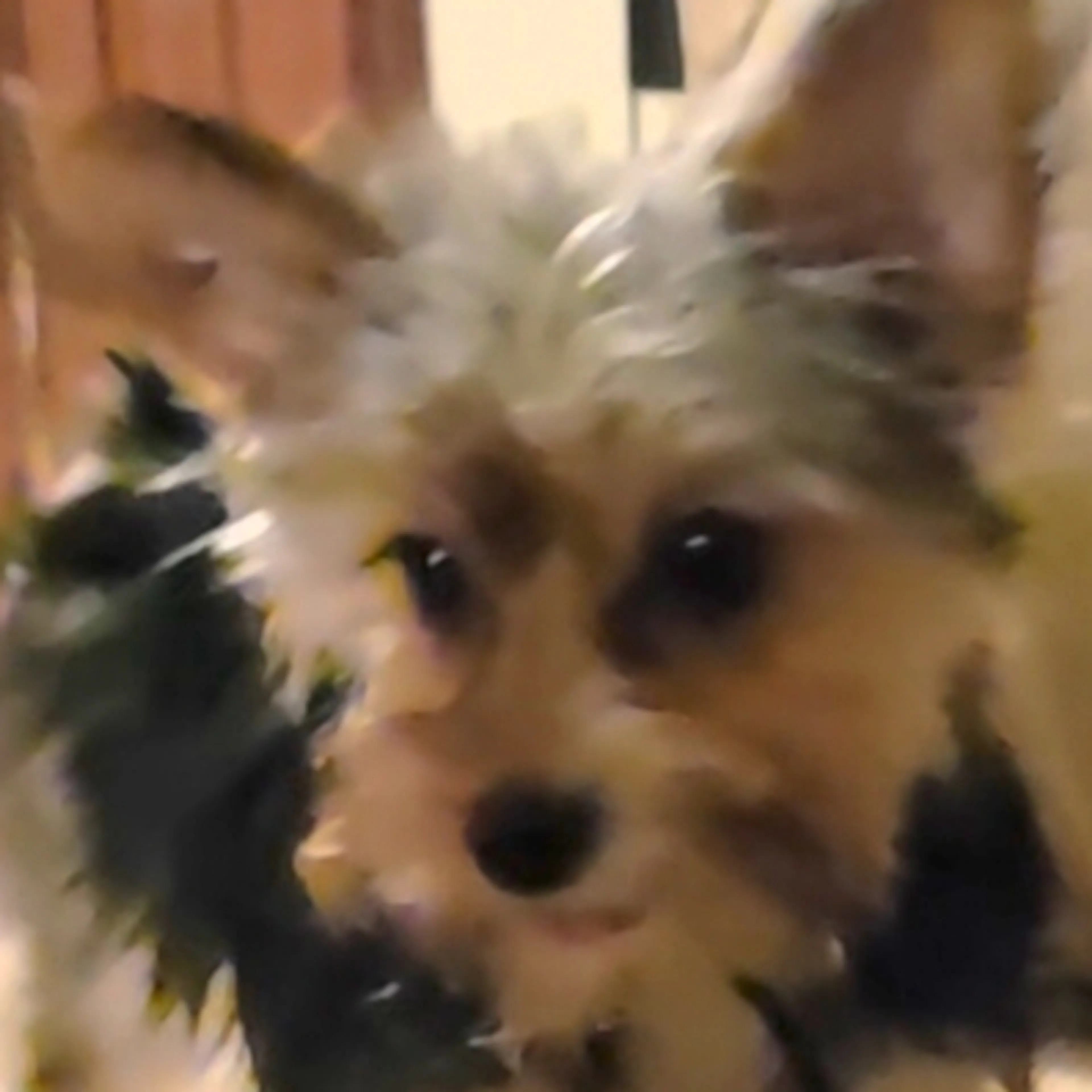 Lost pet-2