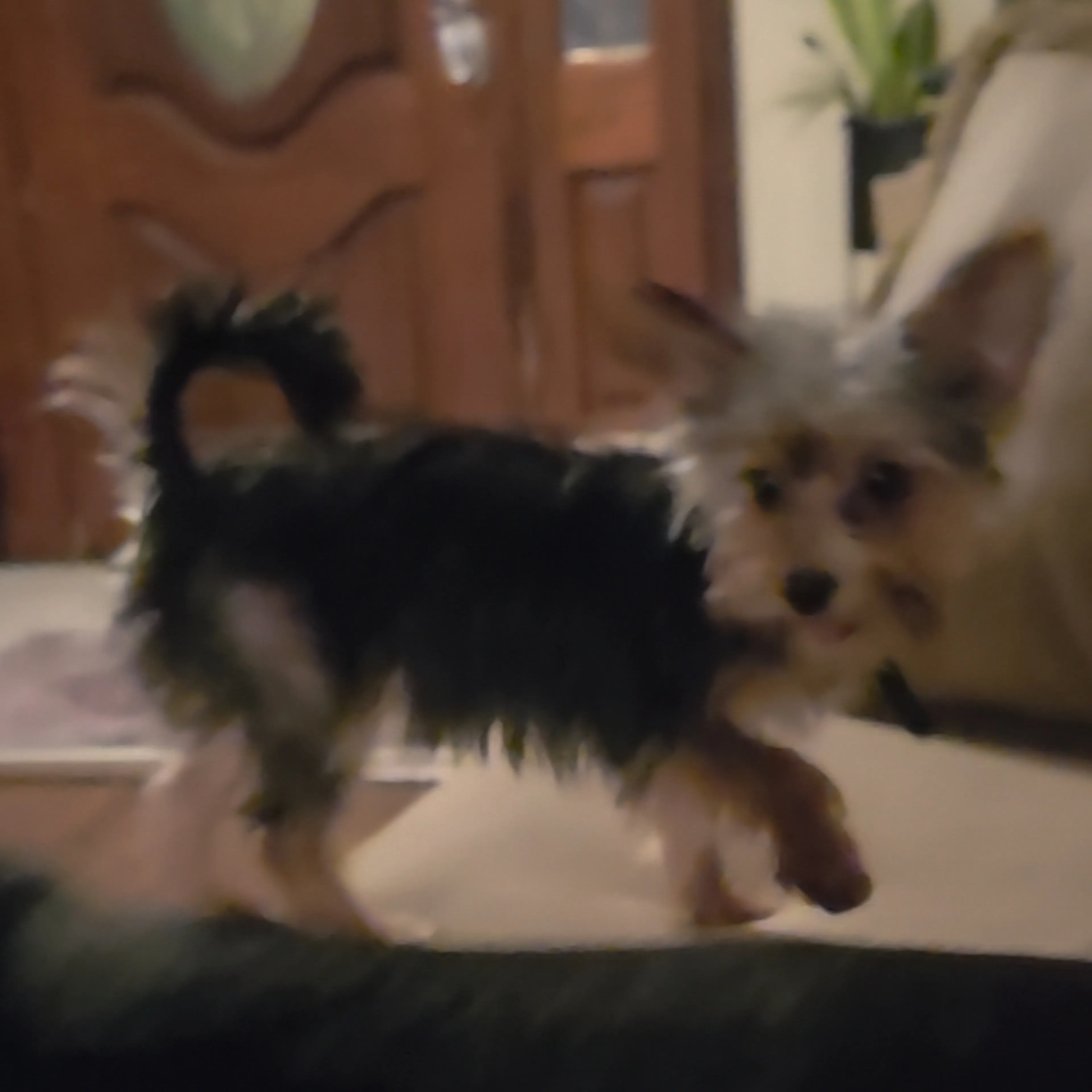 Lost pet-1