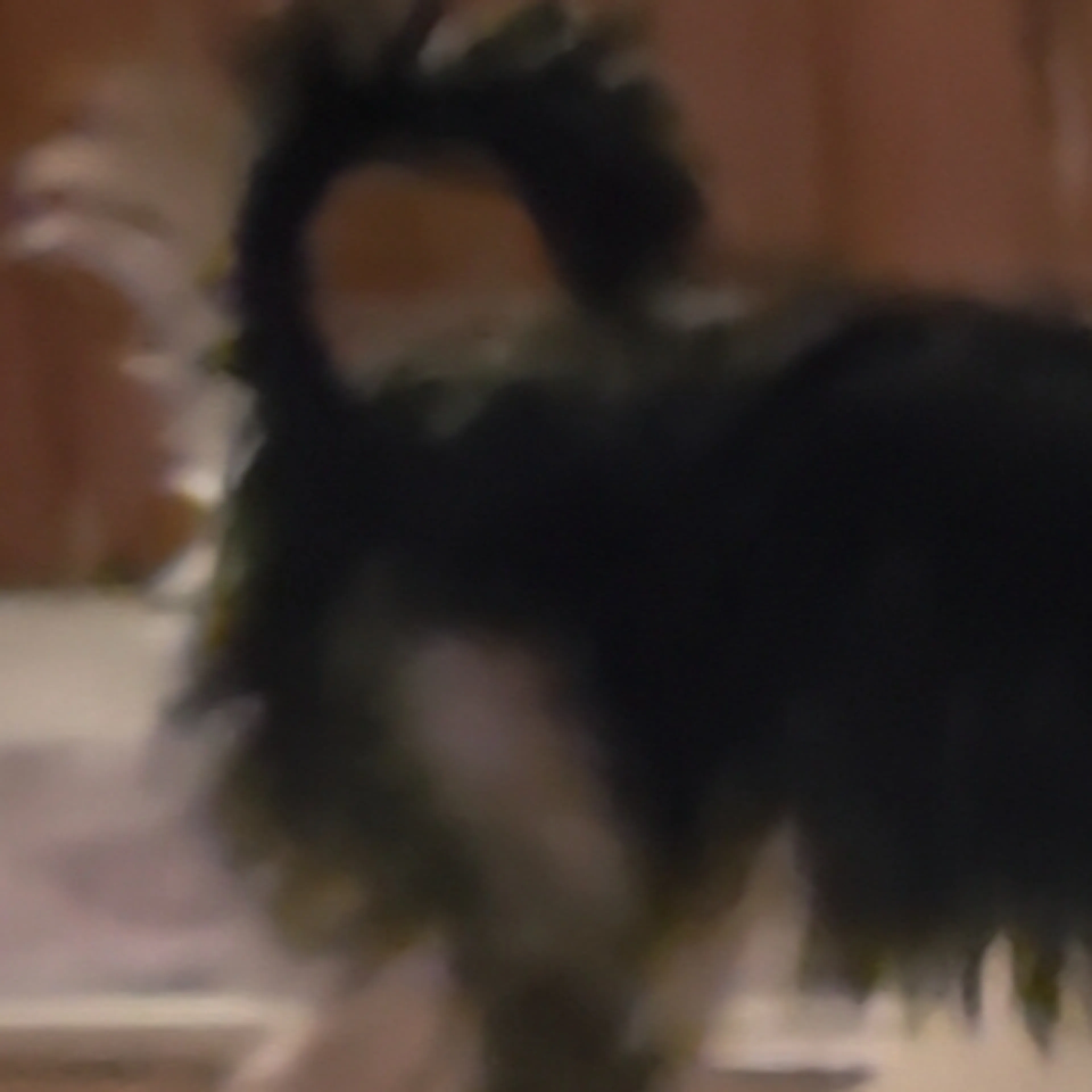 Lost pet-3