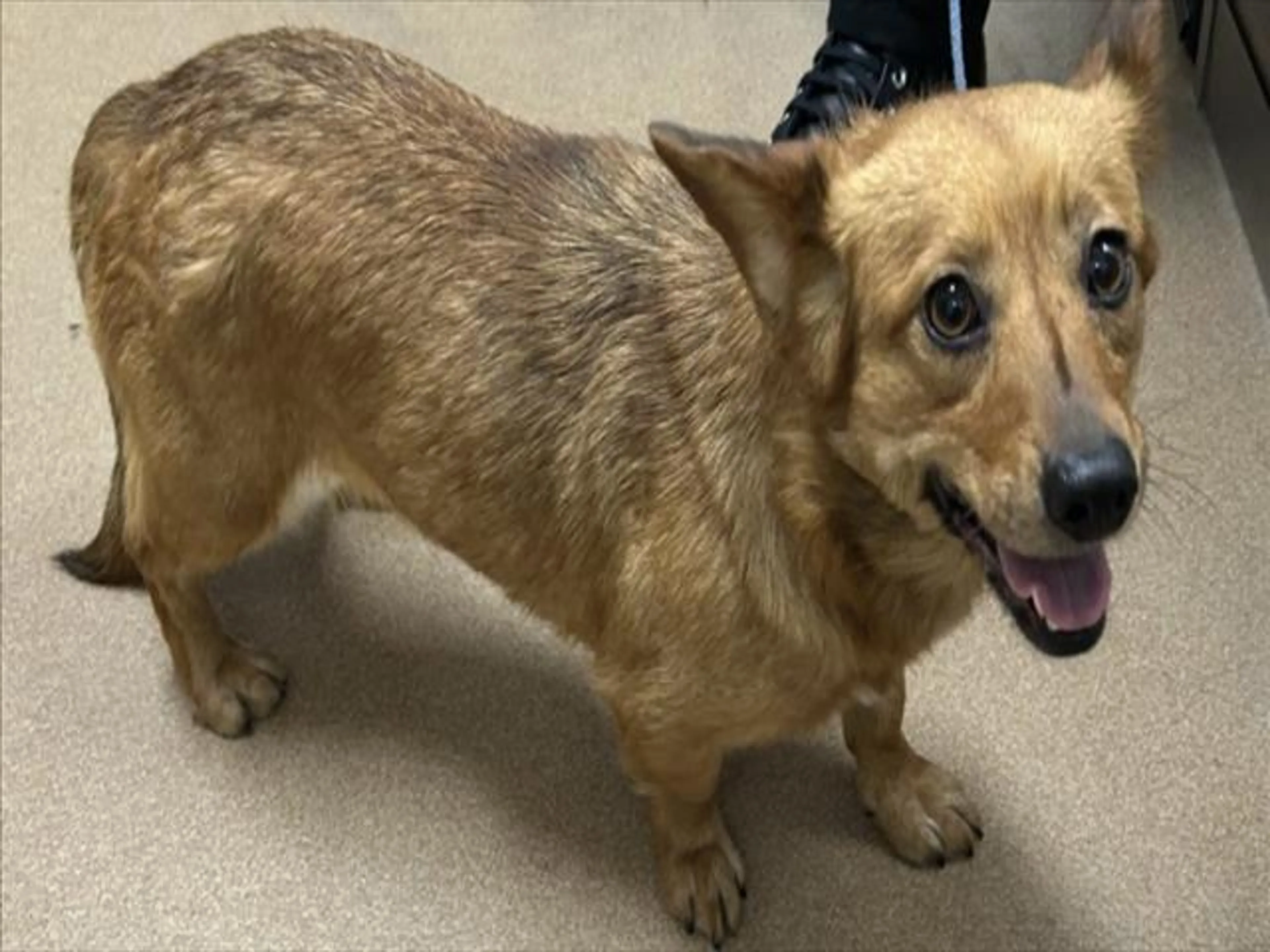 Found pet
