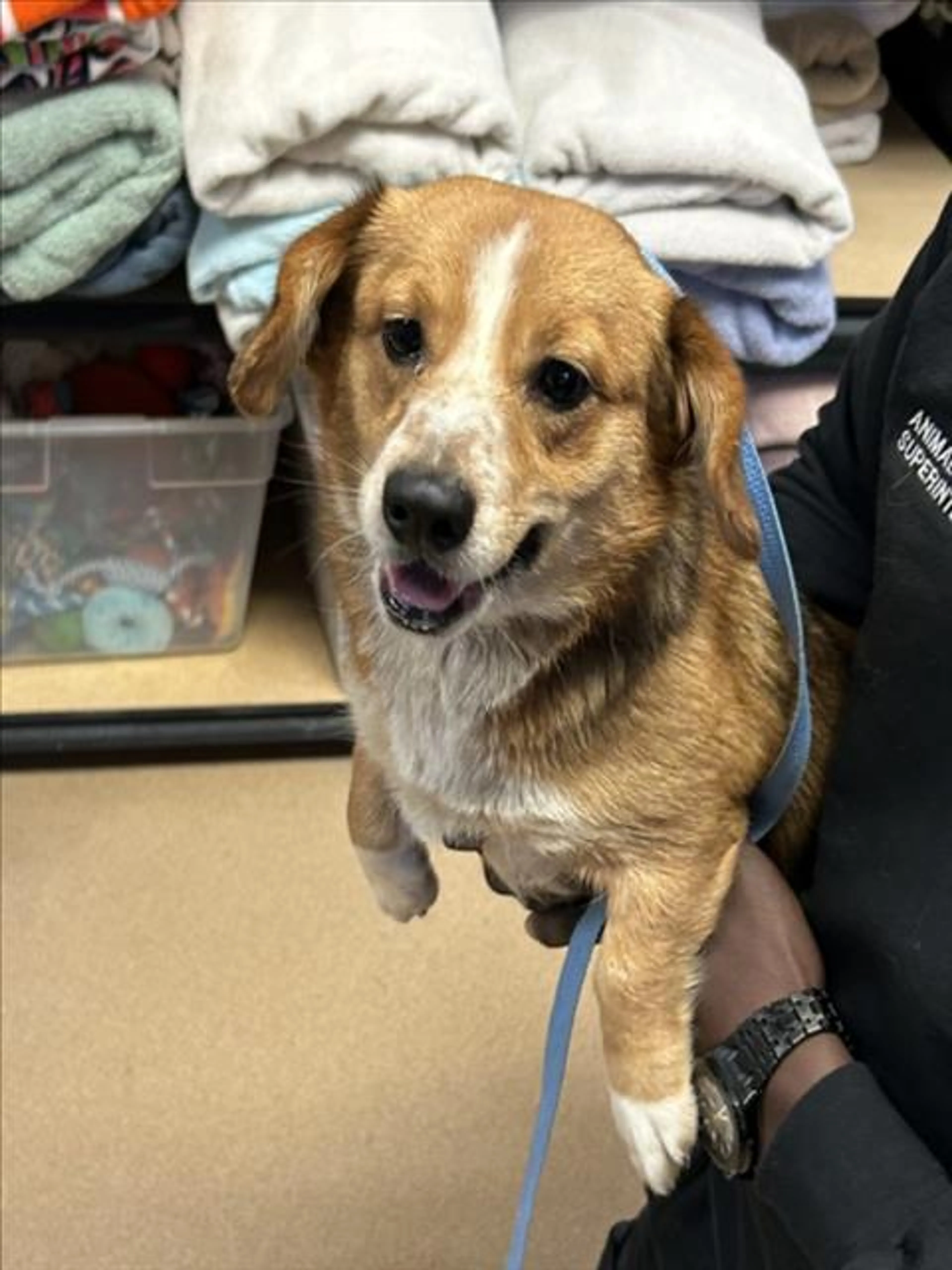 Found pet