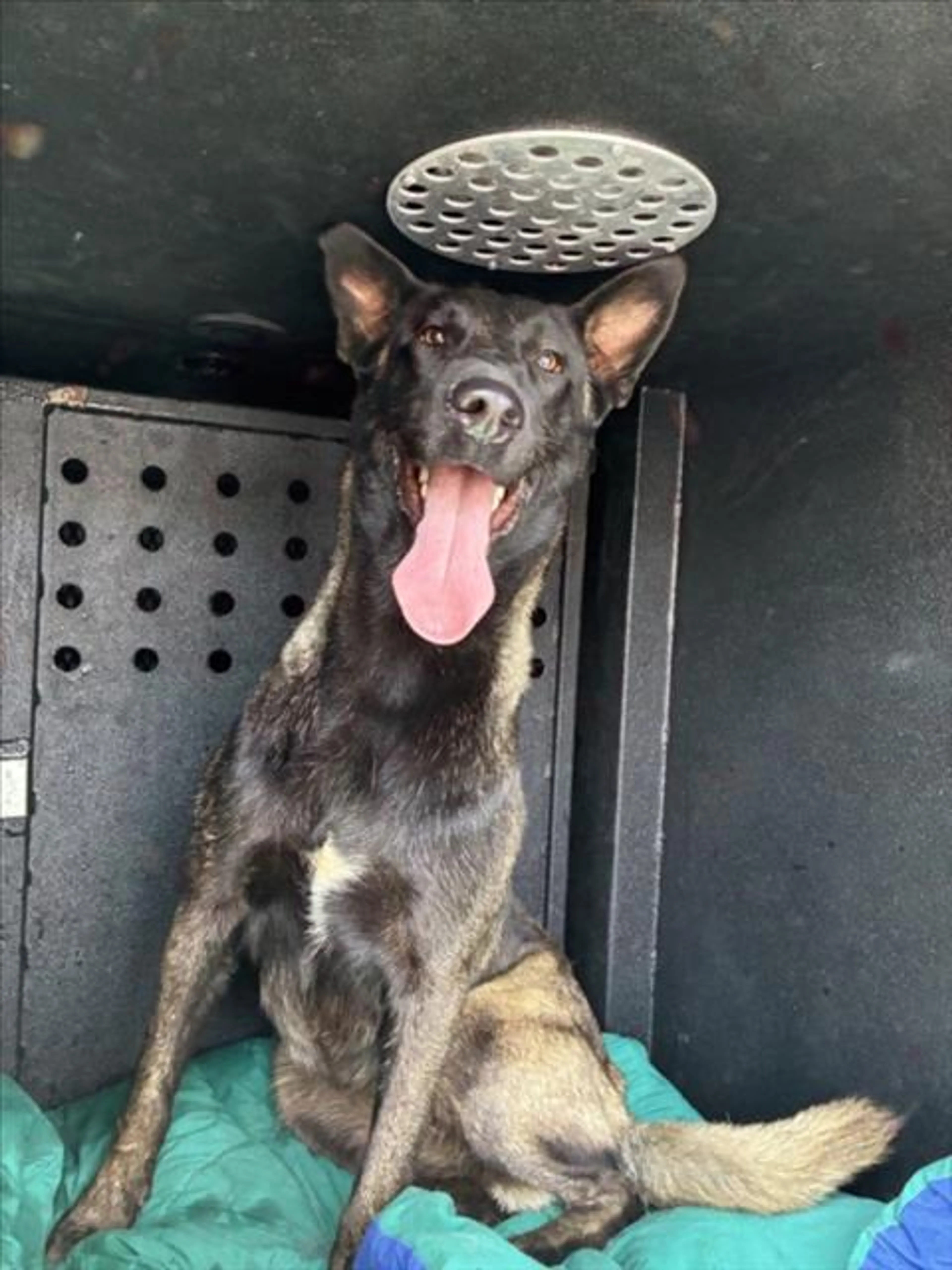 Found pet