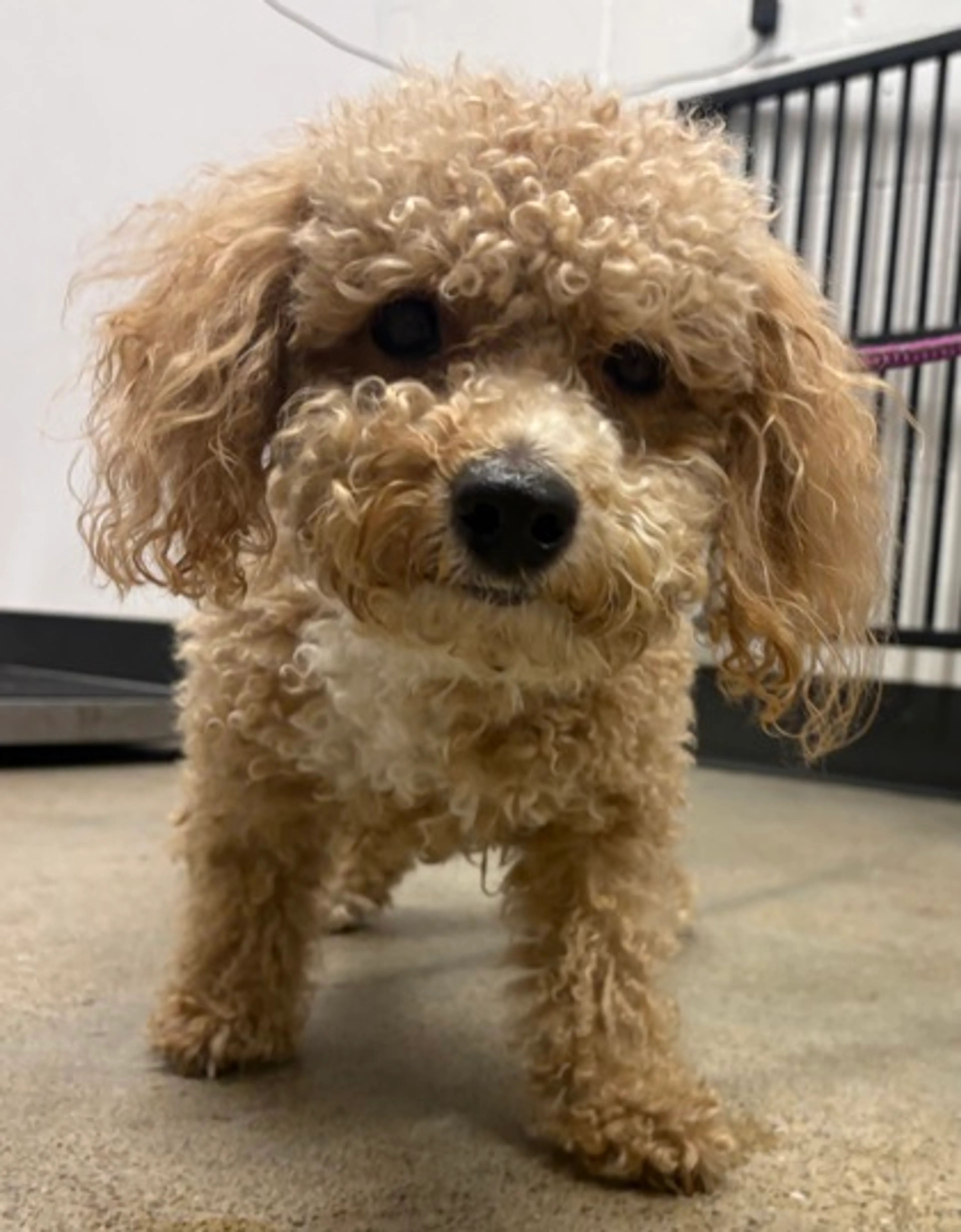 Found pet