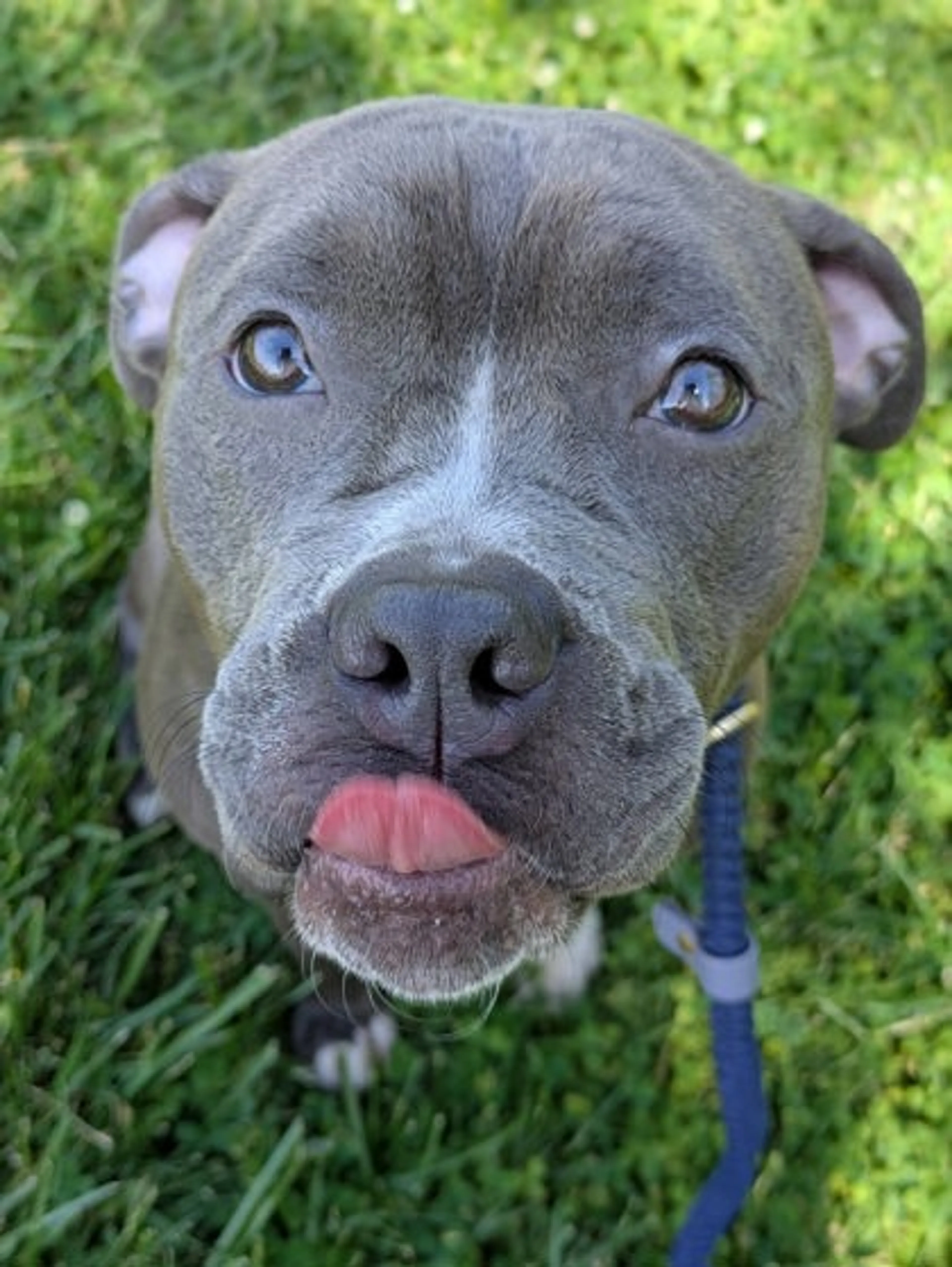 Found pet-1