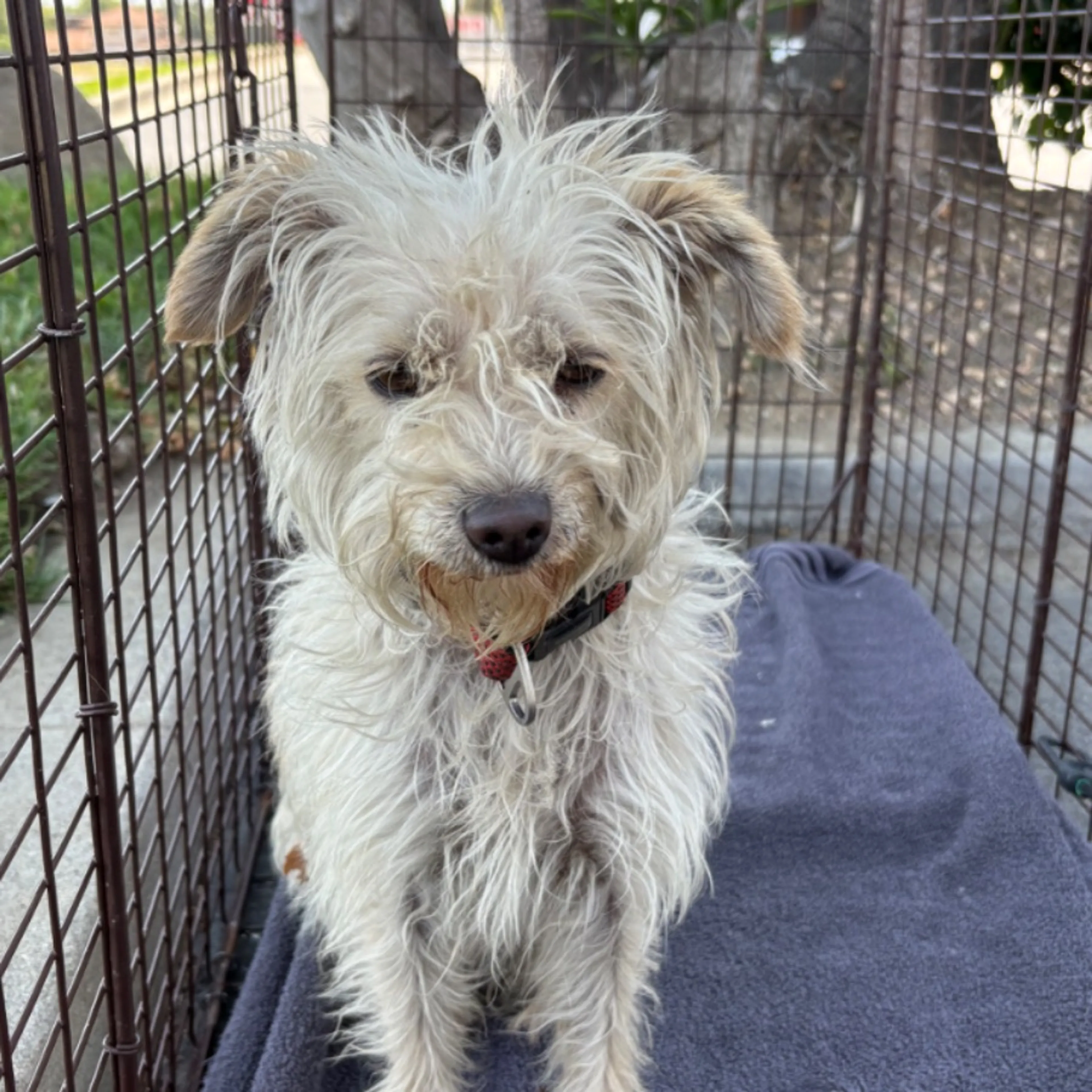 Found pet