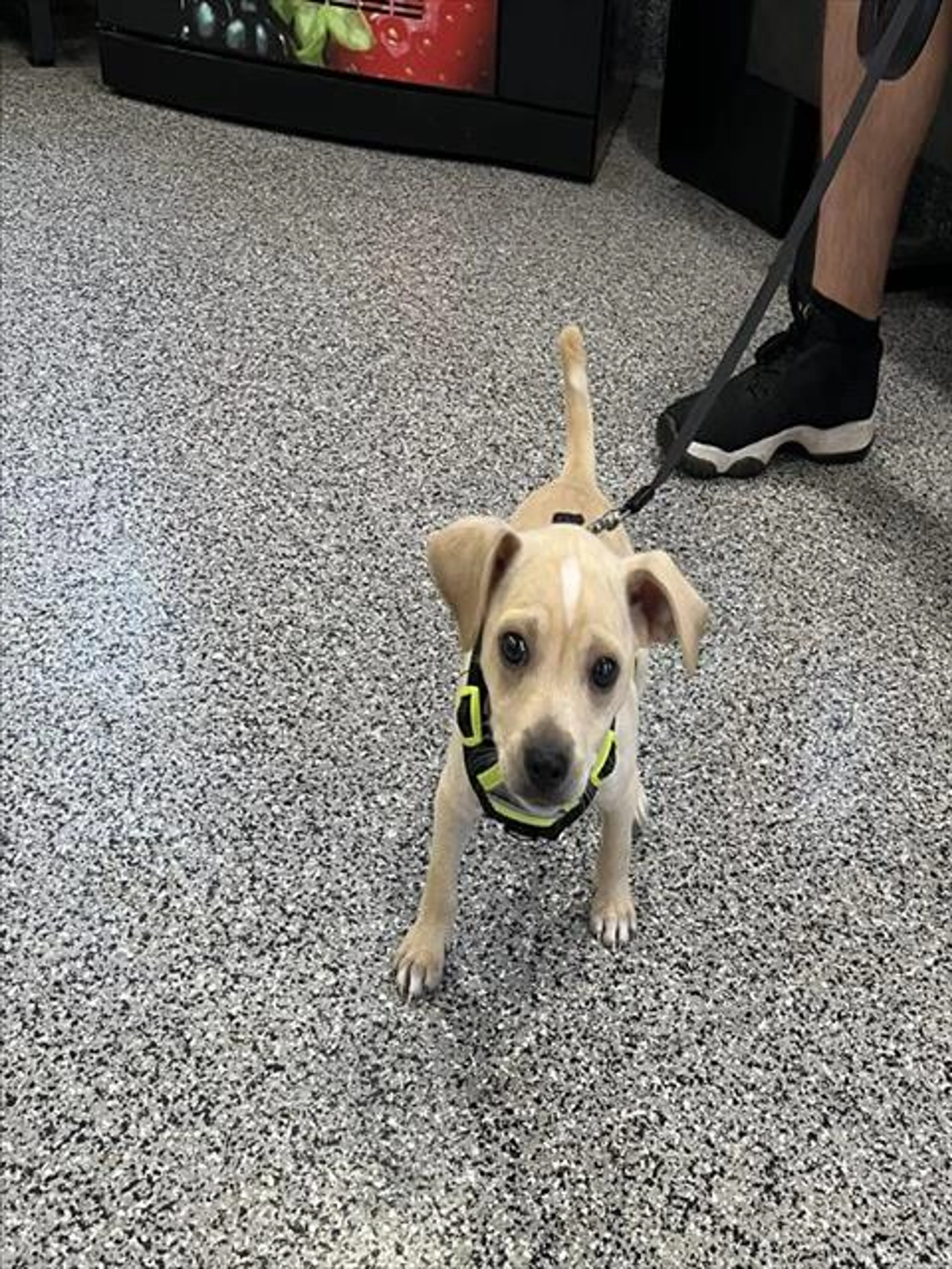 Found pet
