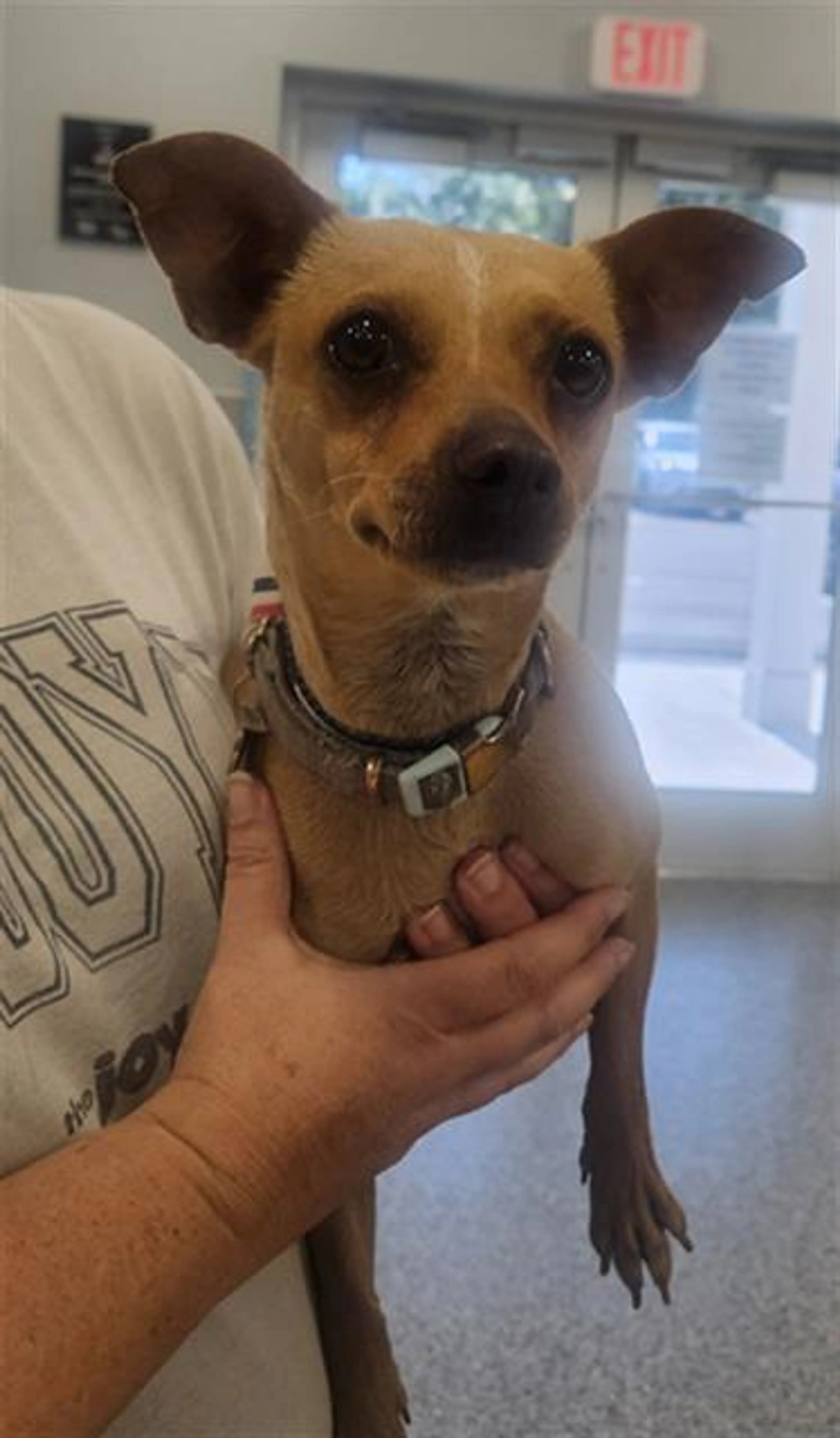Found pet