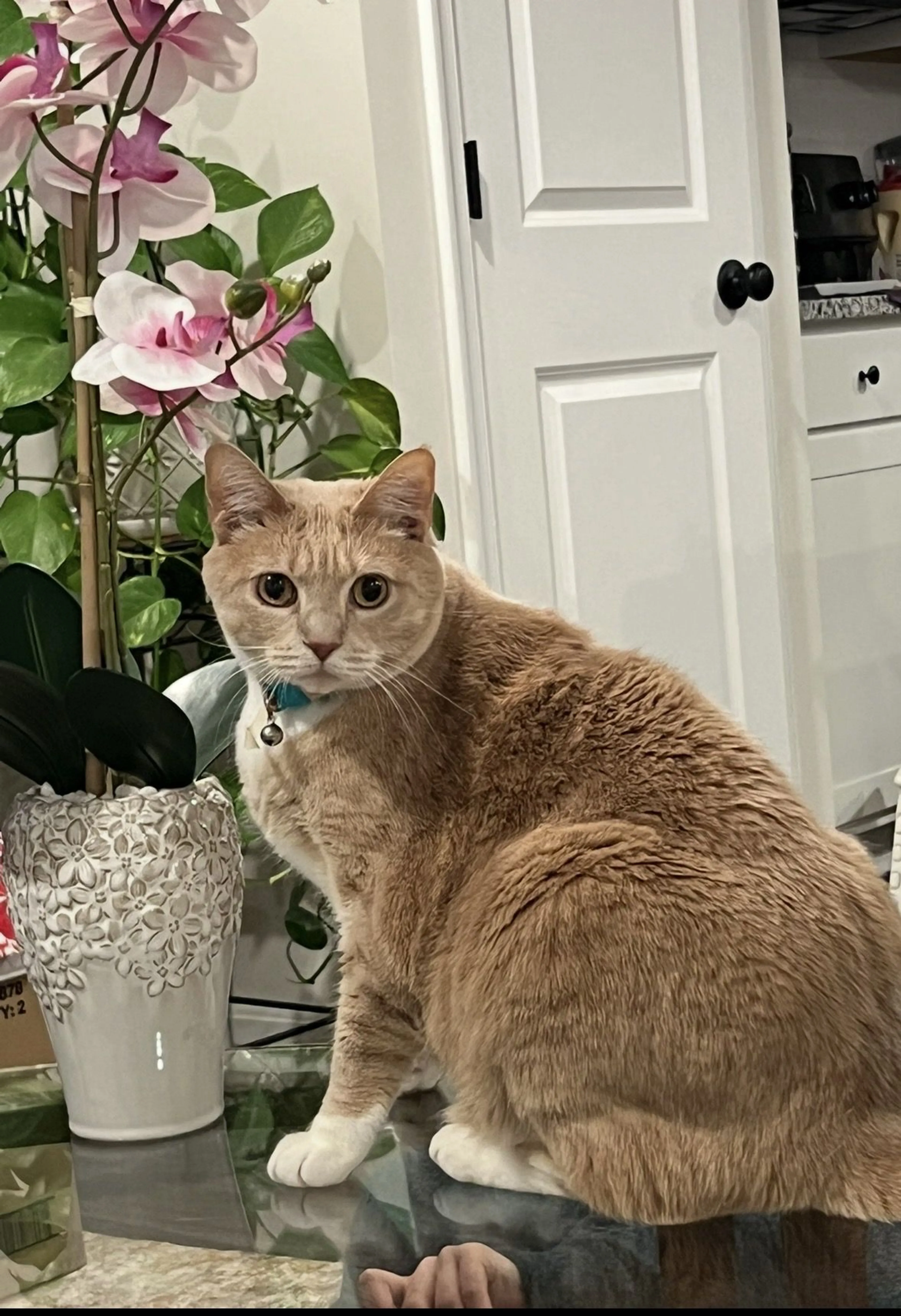 Lost pet