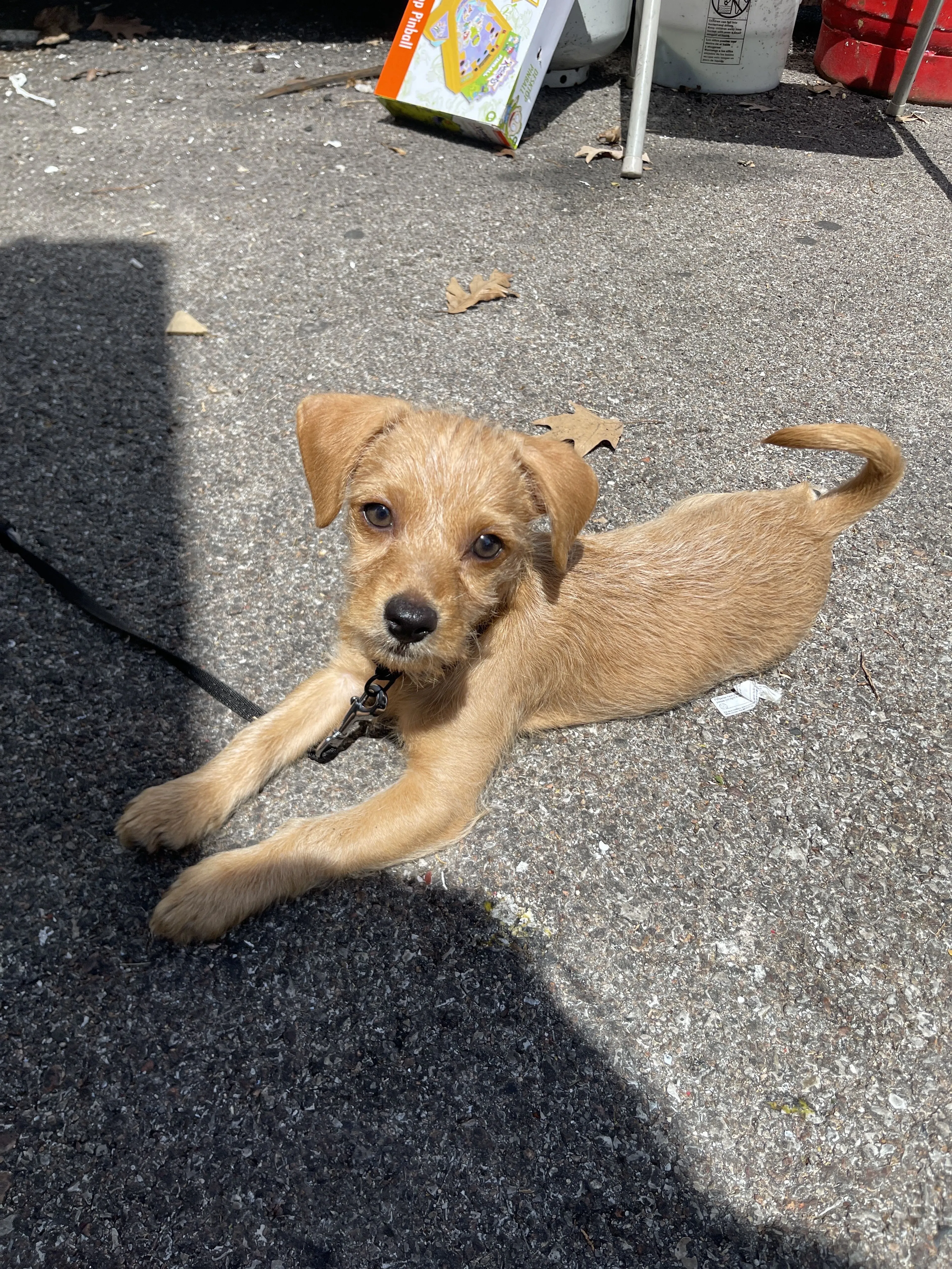 Lost pet