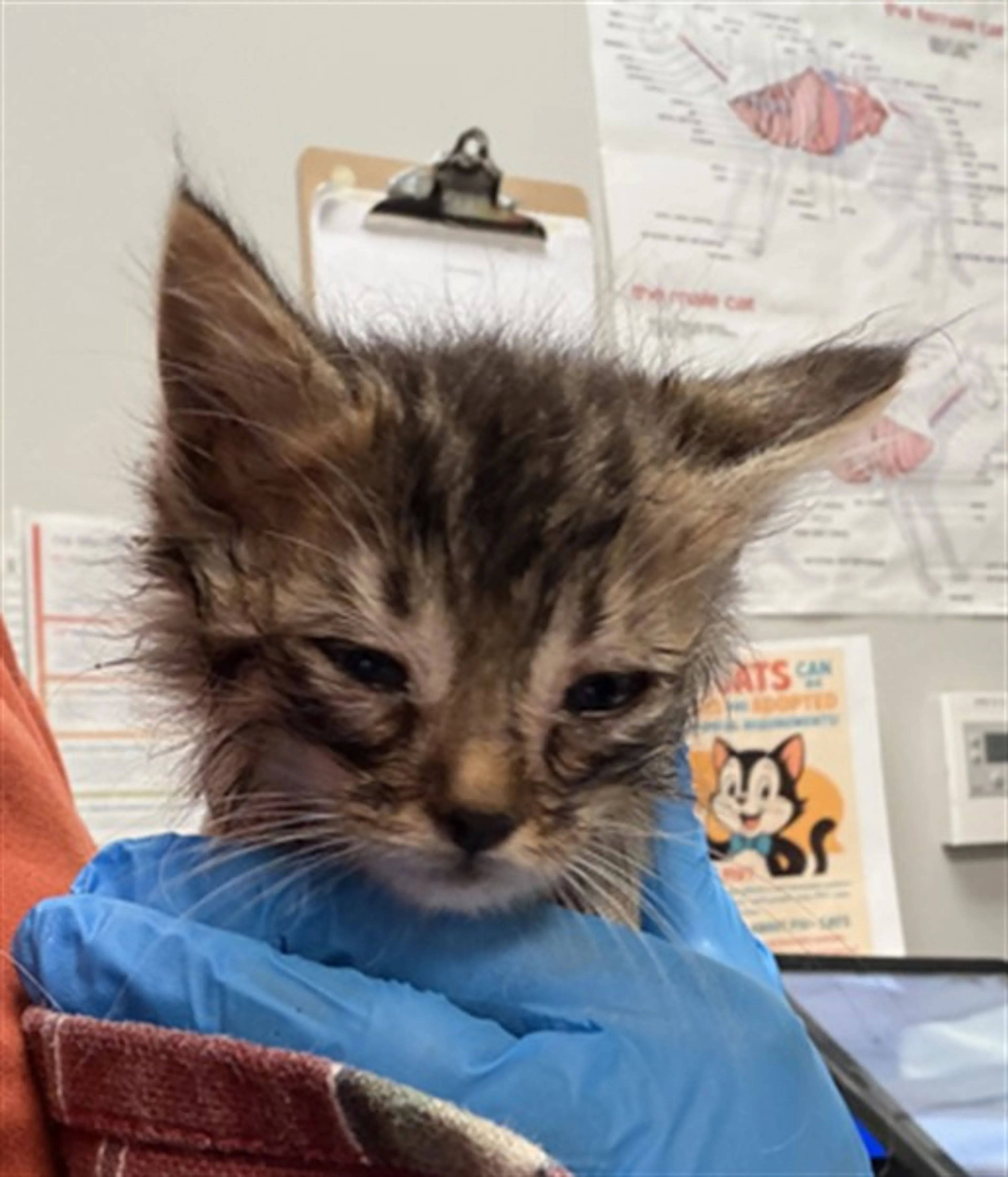 Found pet