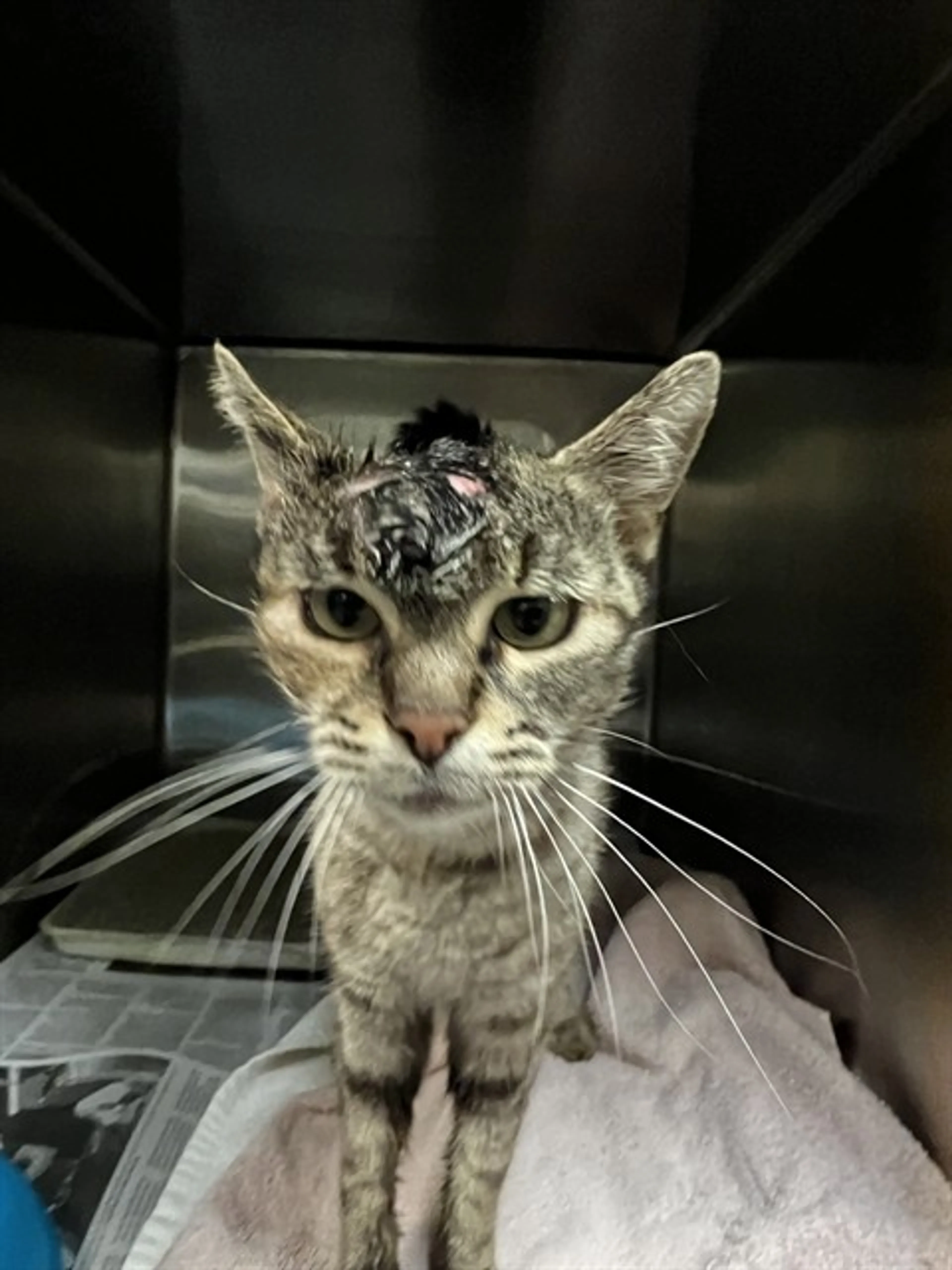 Found pet