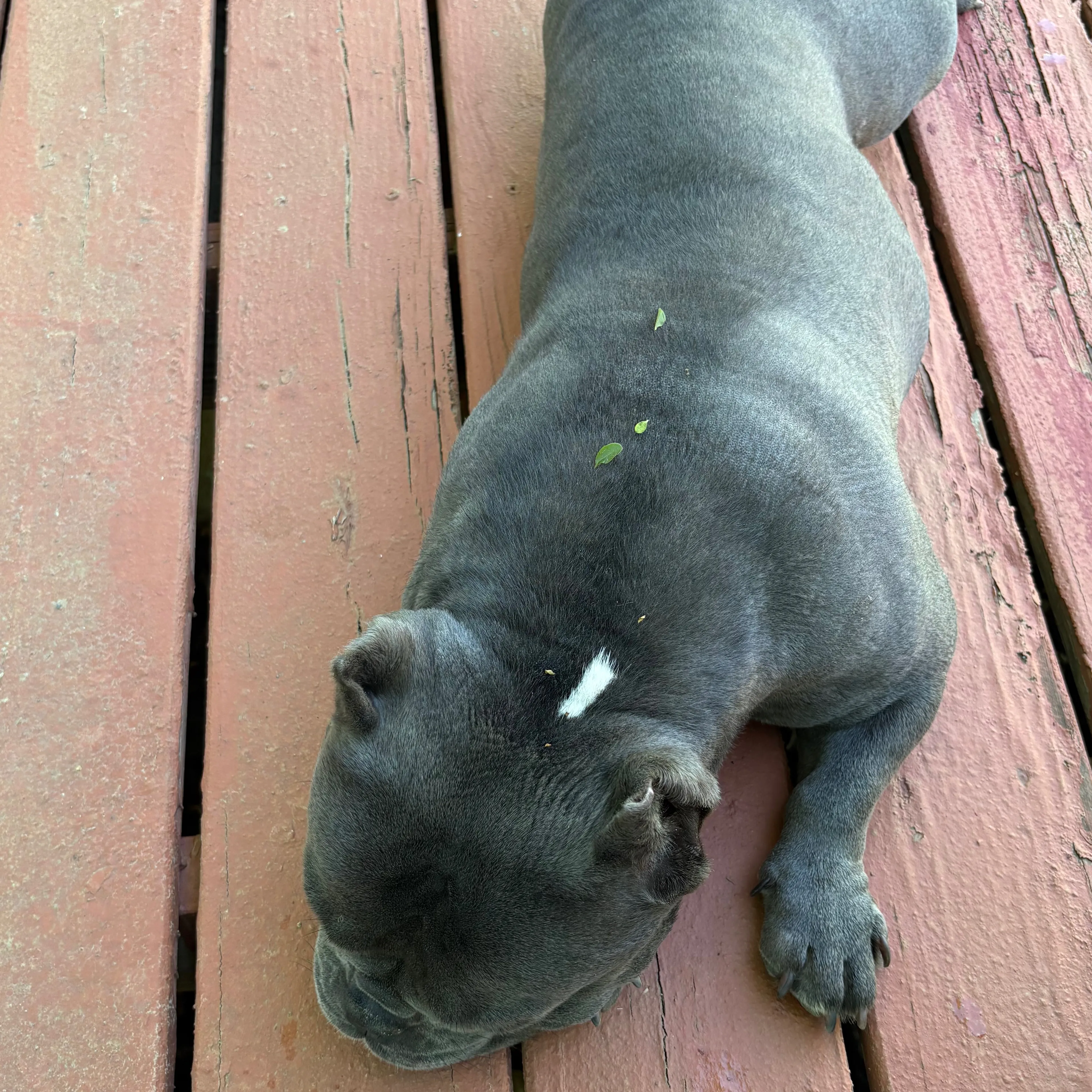 Lost pet-3