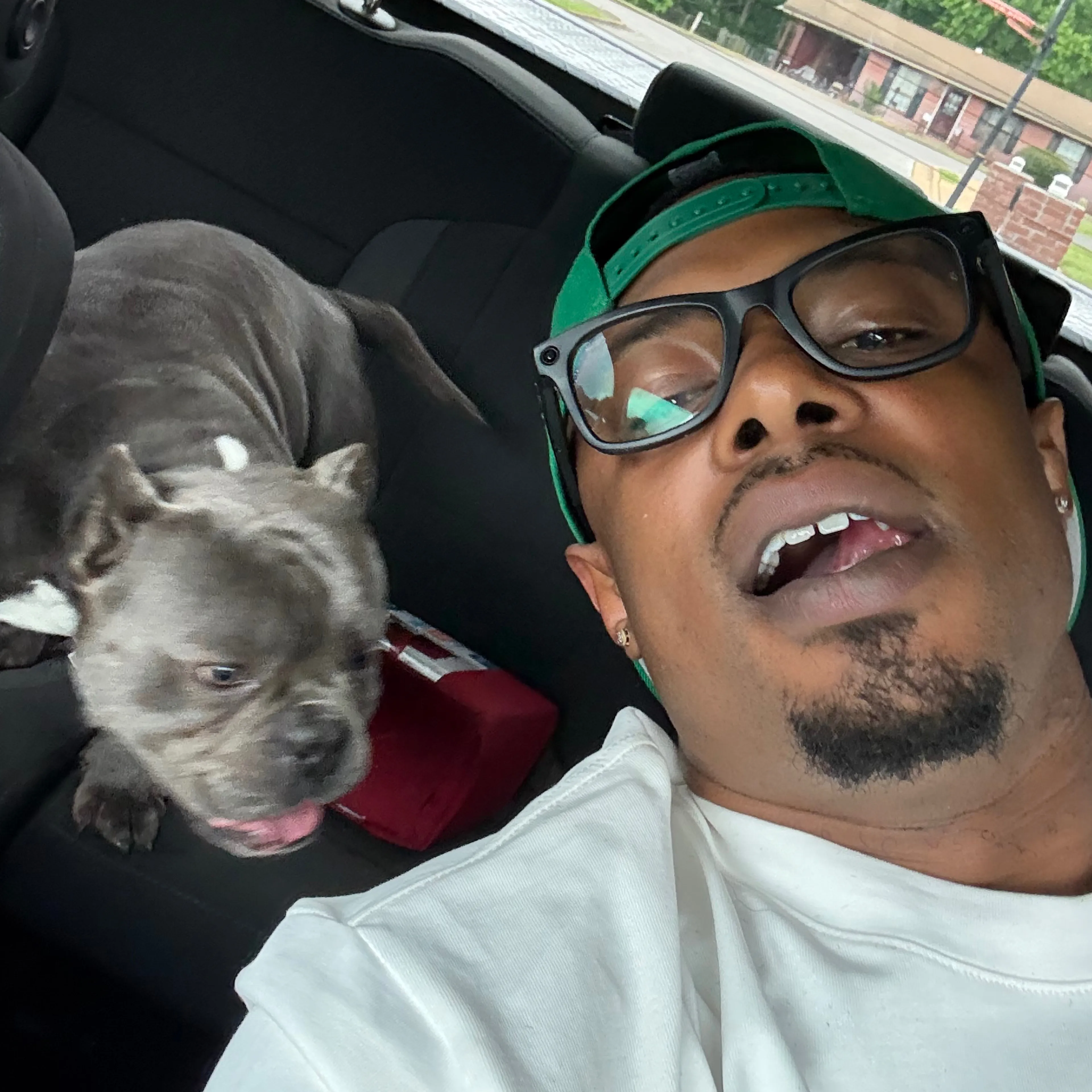 Lost pet-2