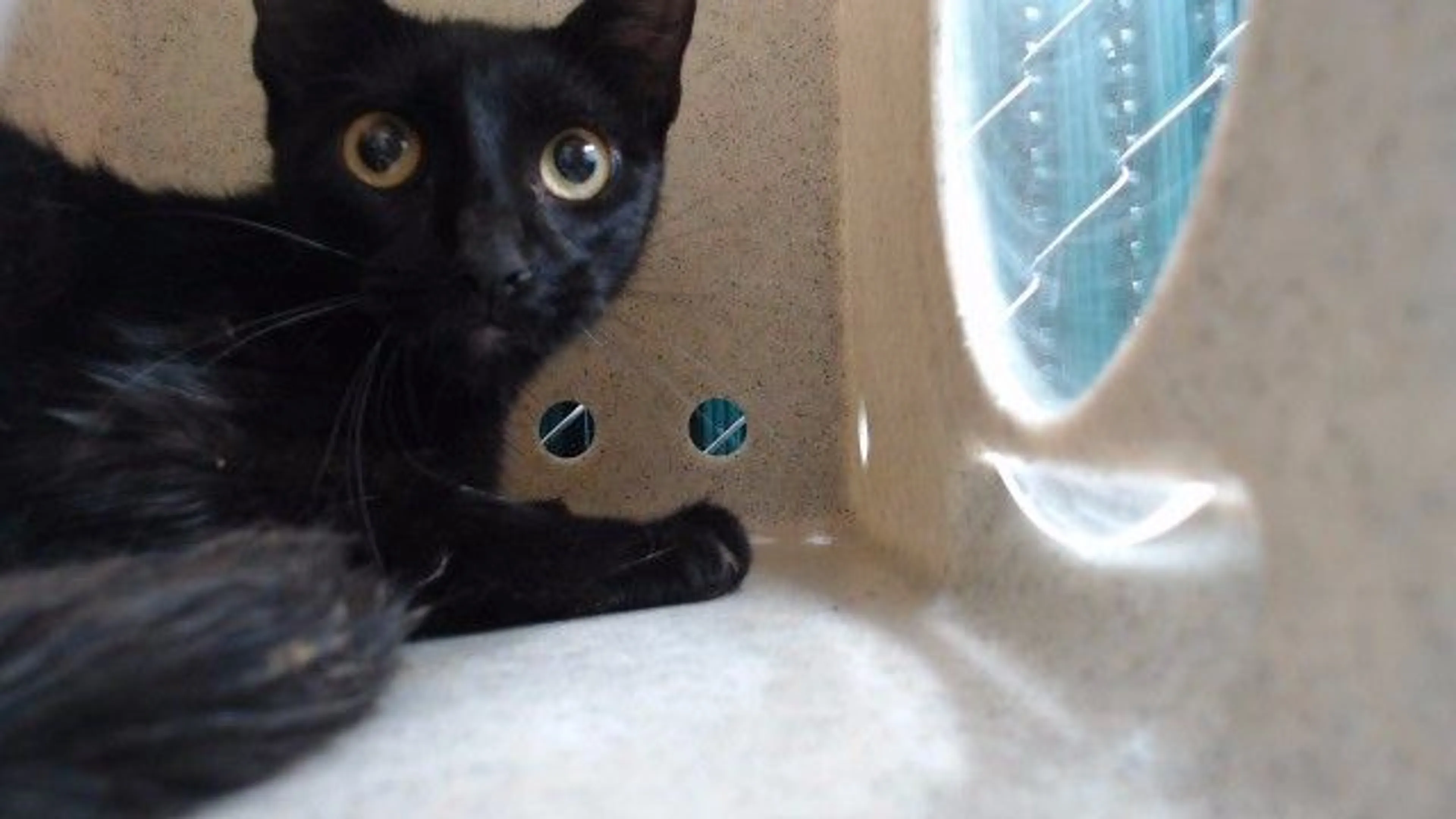 Found pet