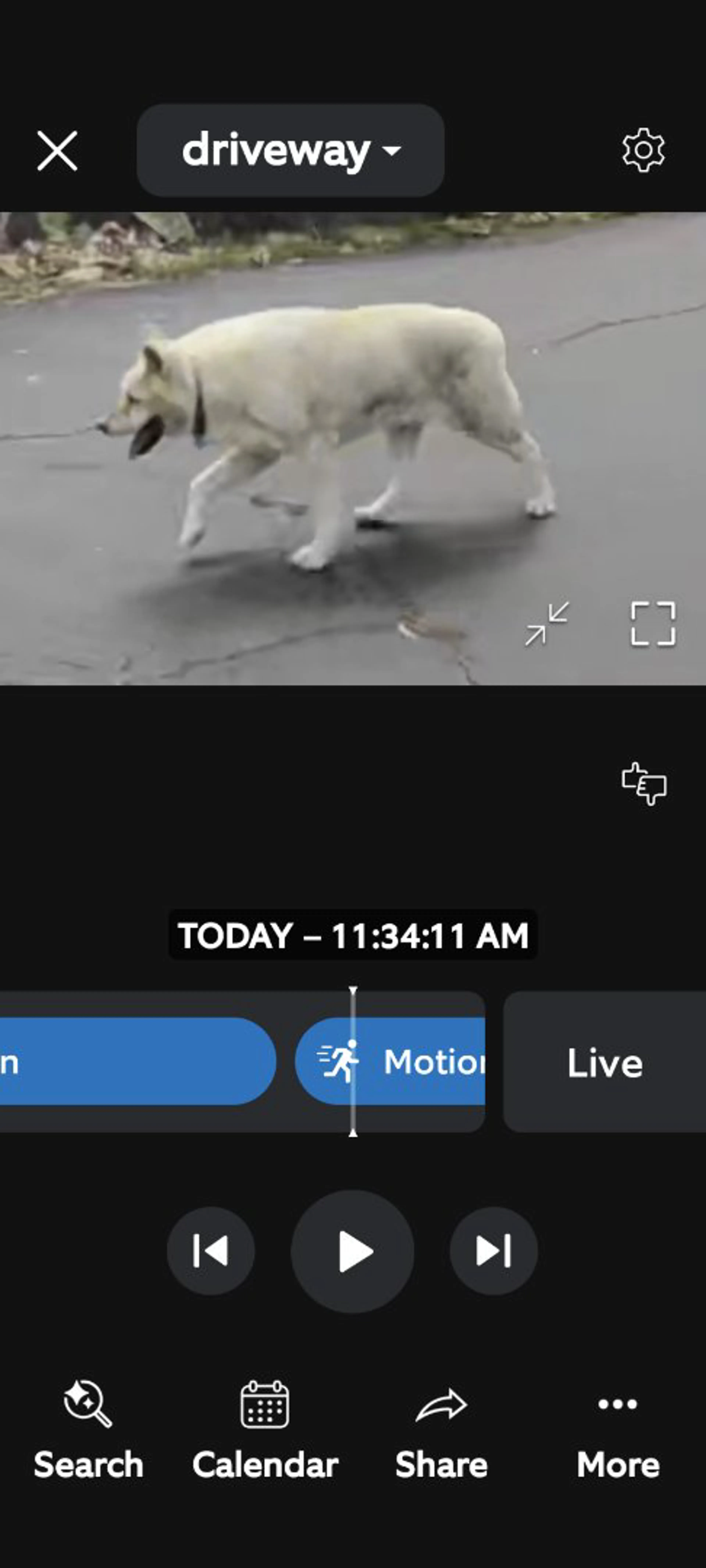 Lost pet