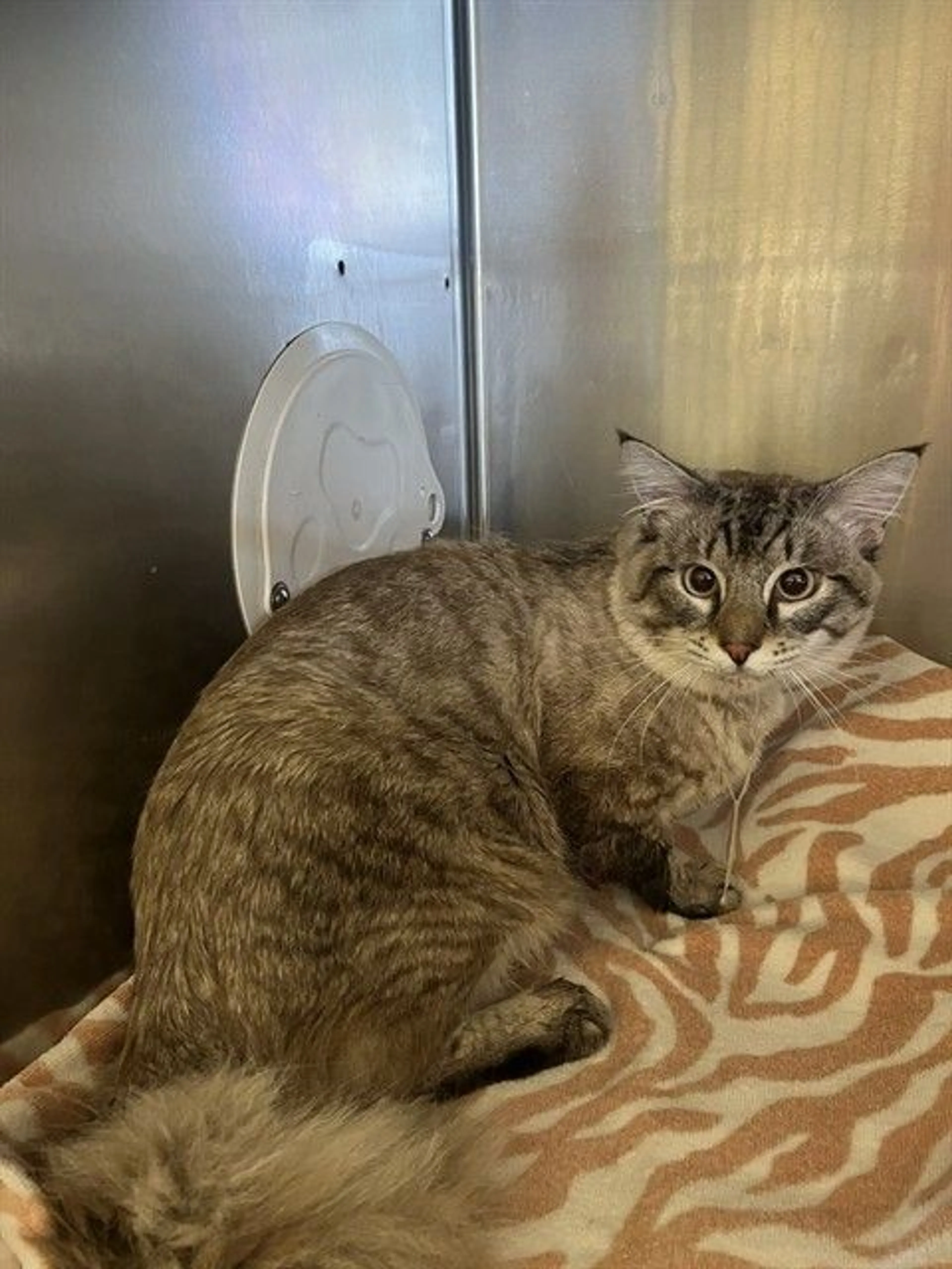 Found pet