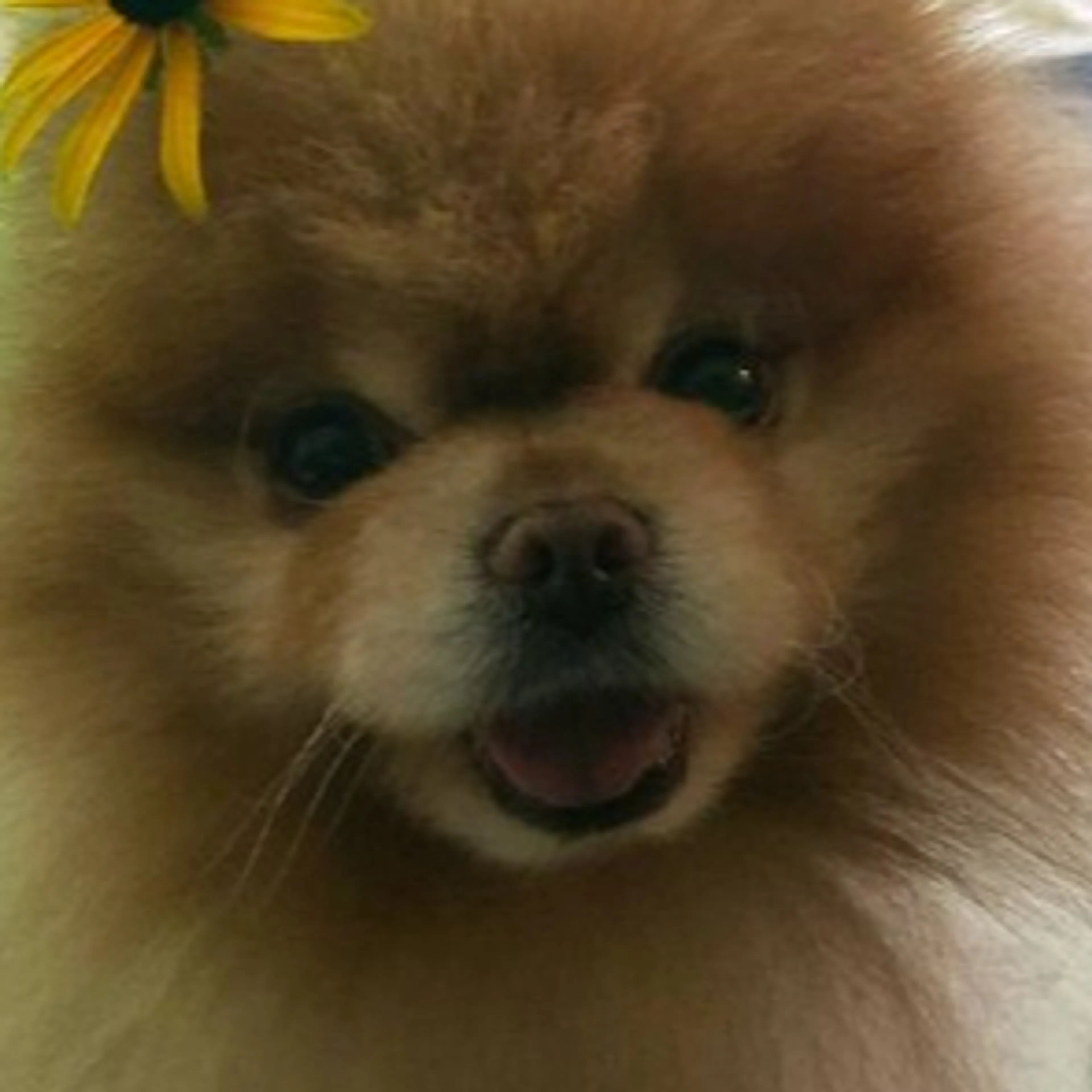Lost pet-2