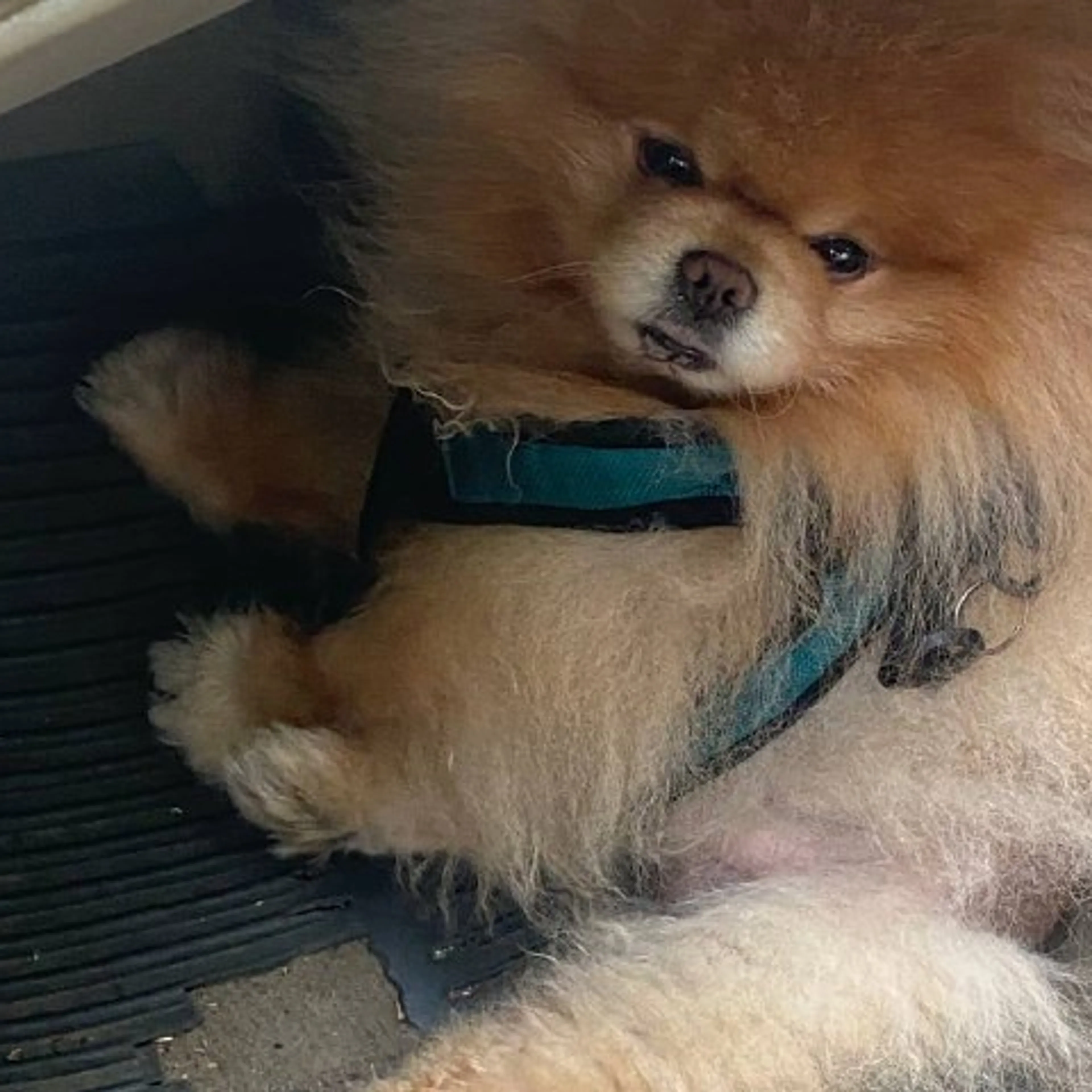 Lost pet-3