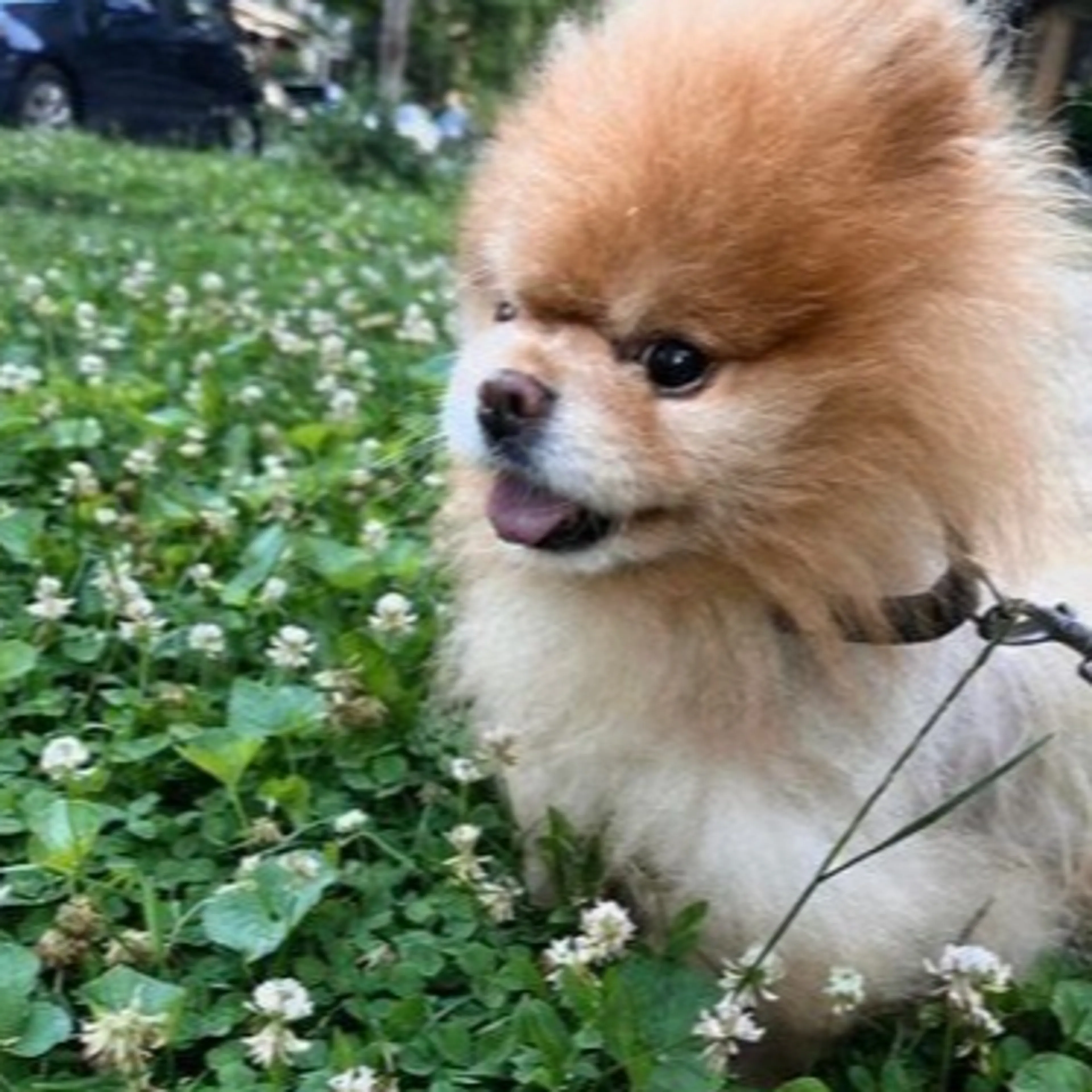Lost pet-1