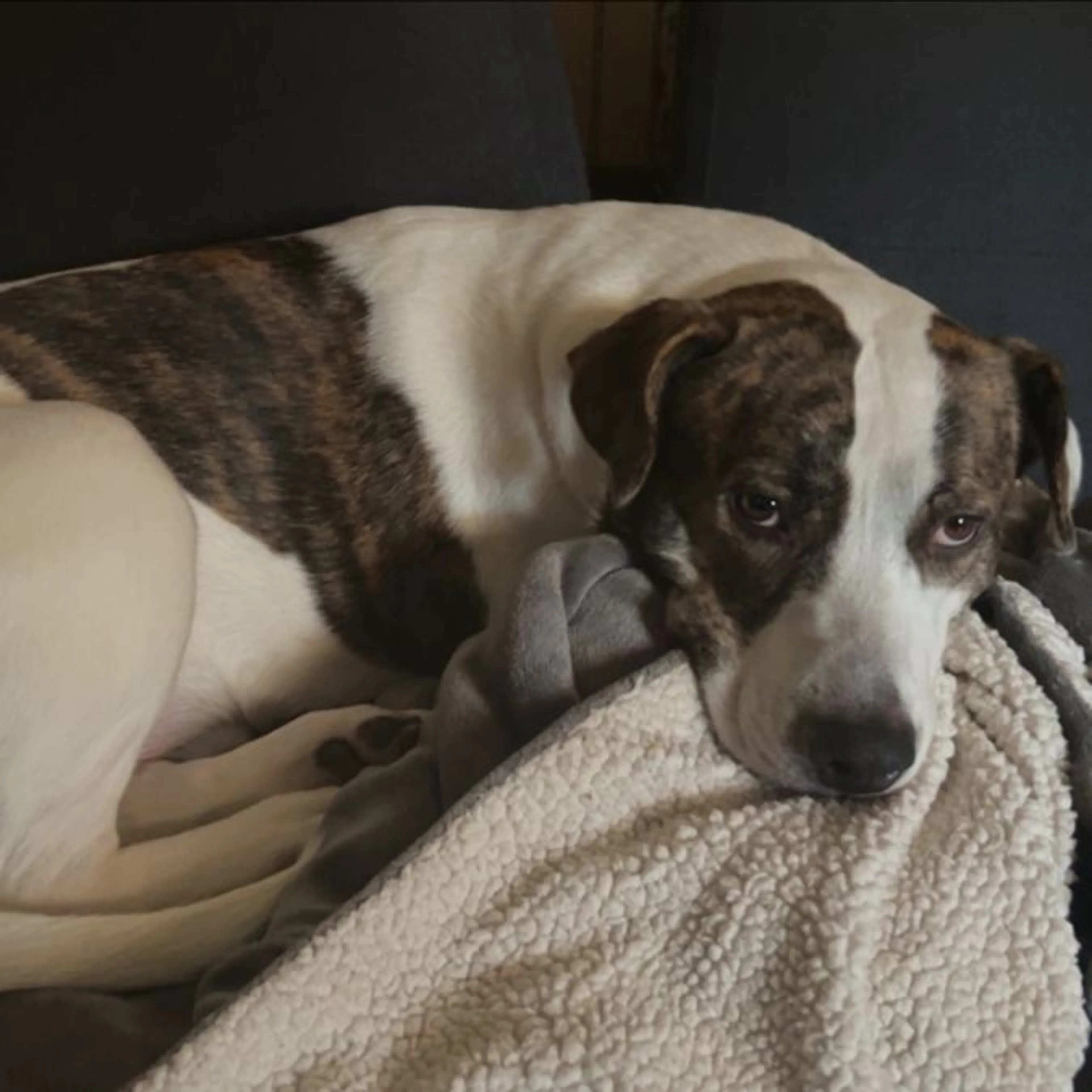 Lost pet
