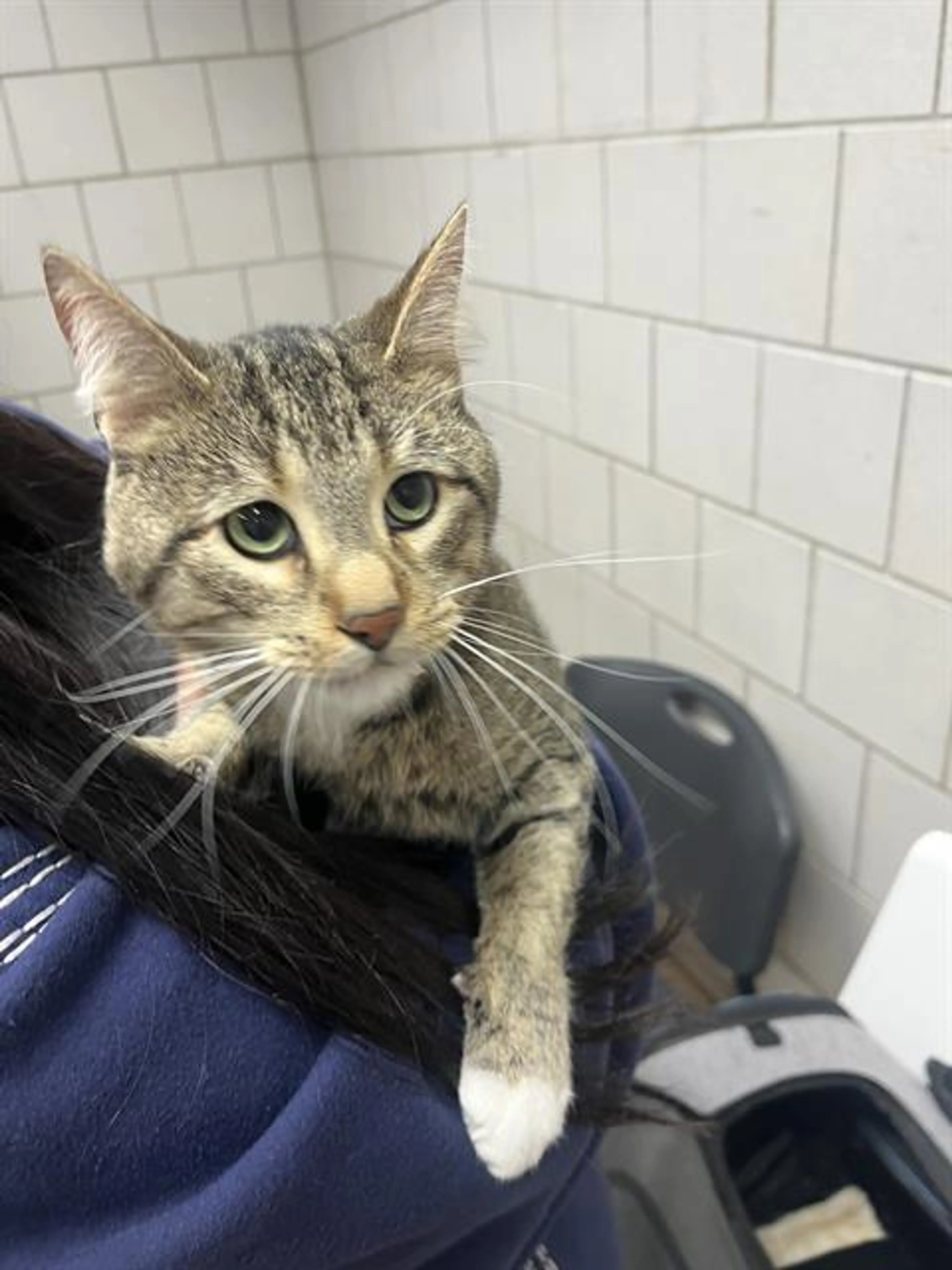 Found pet