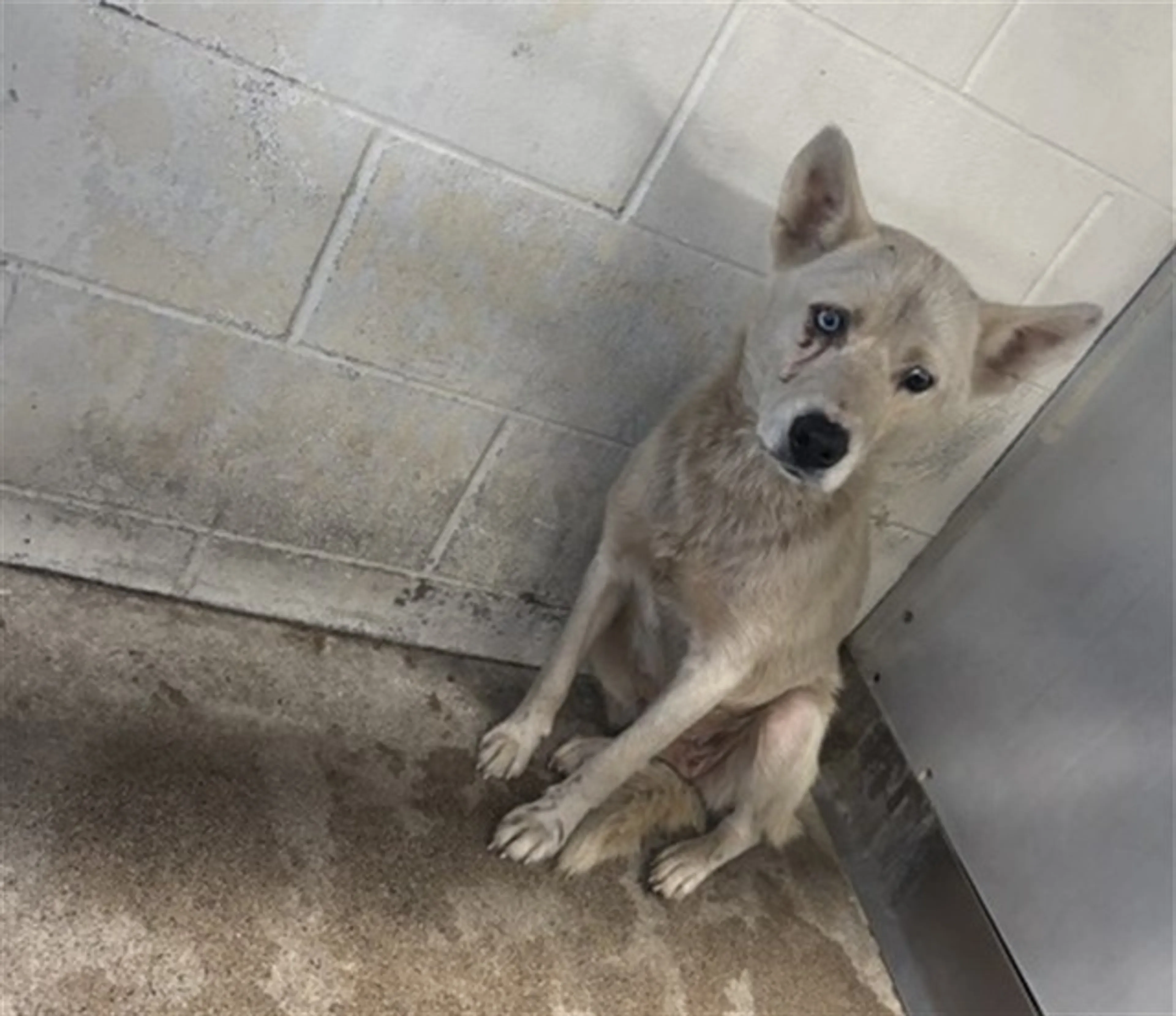 Found pet