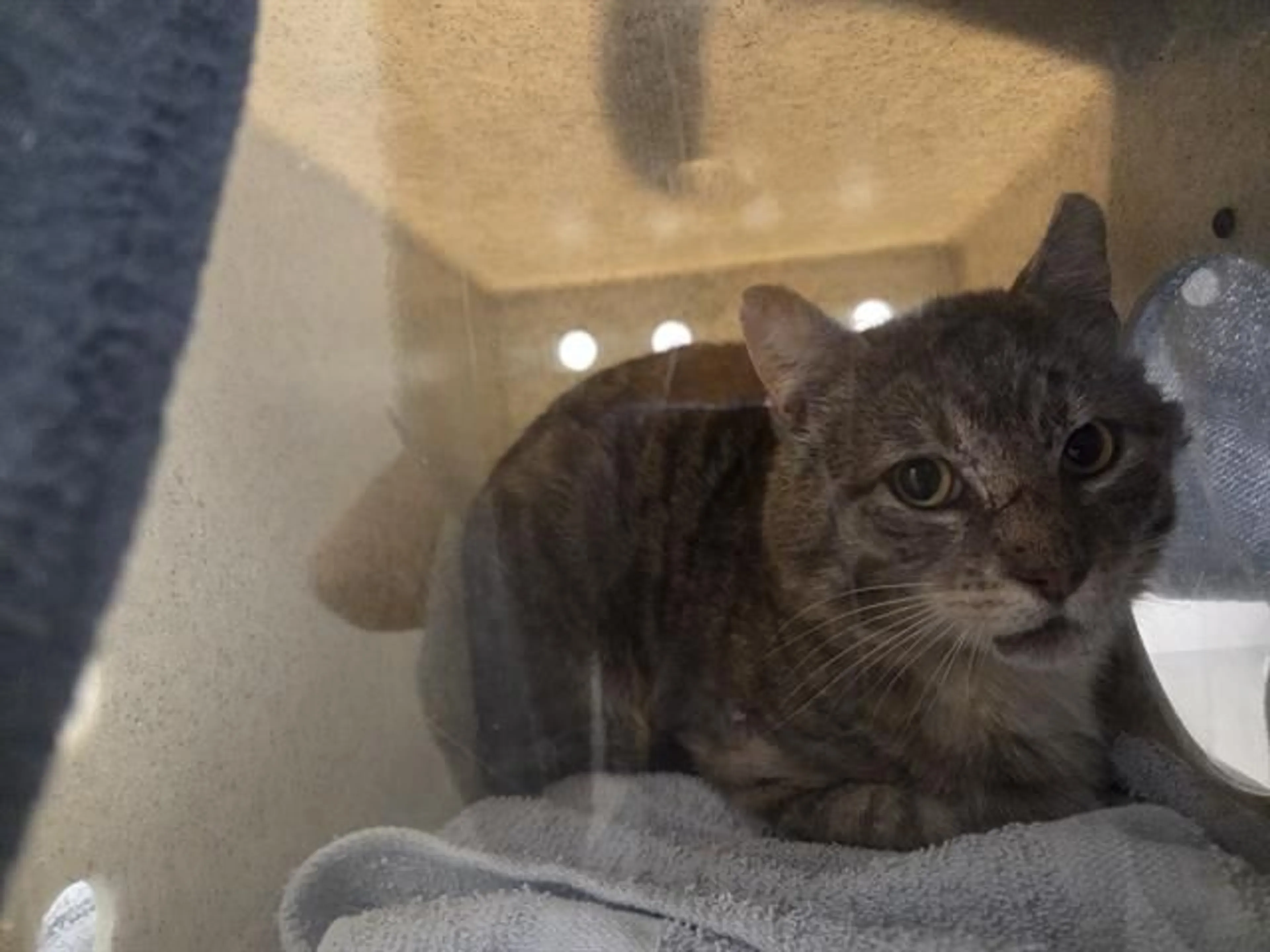Found pet