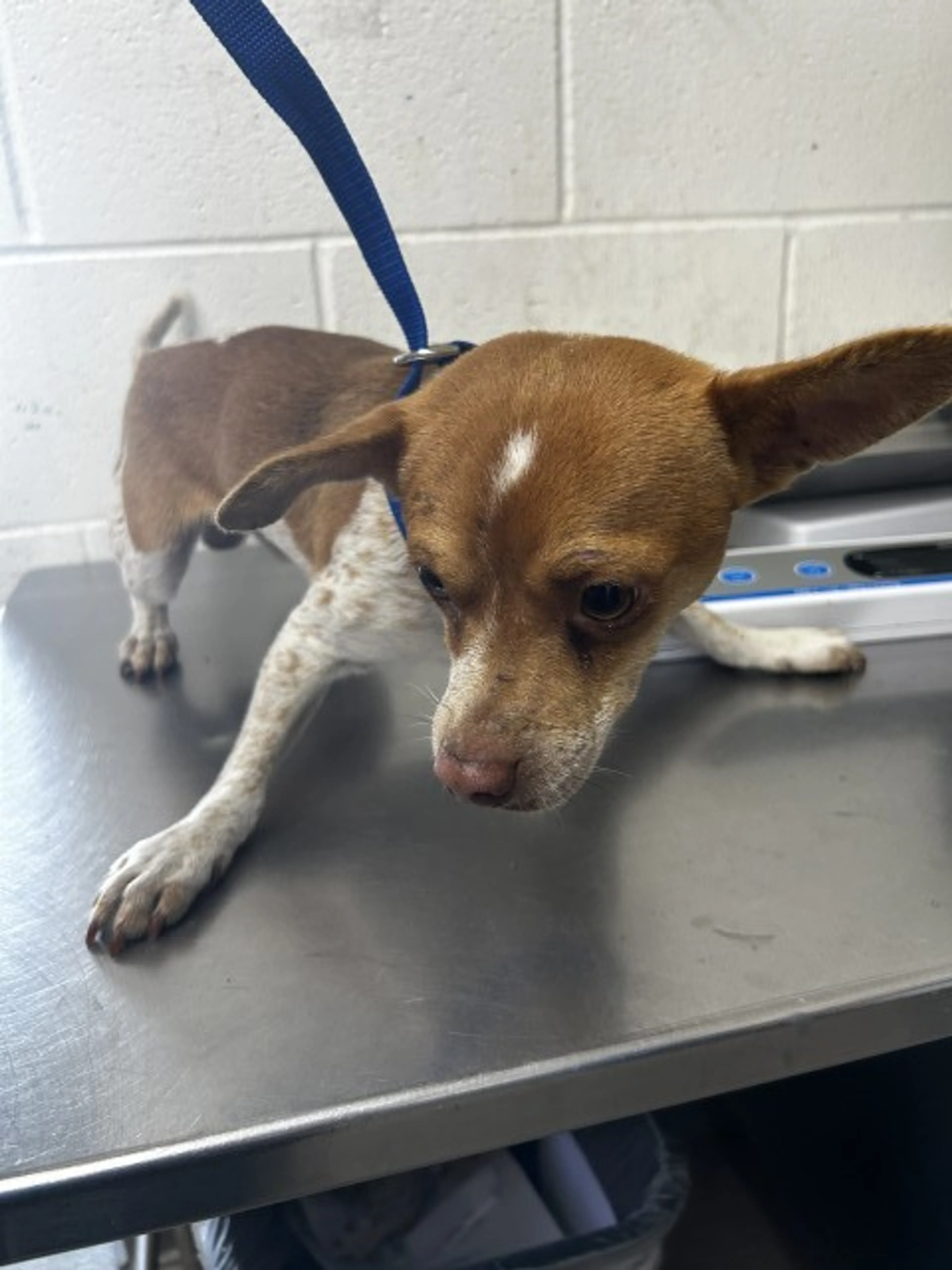 Found pet