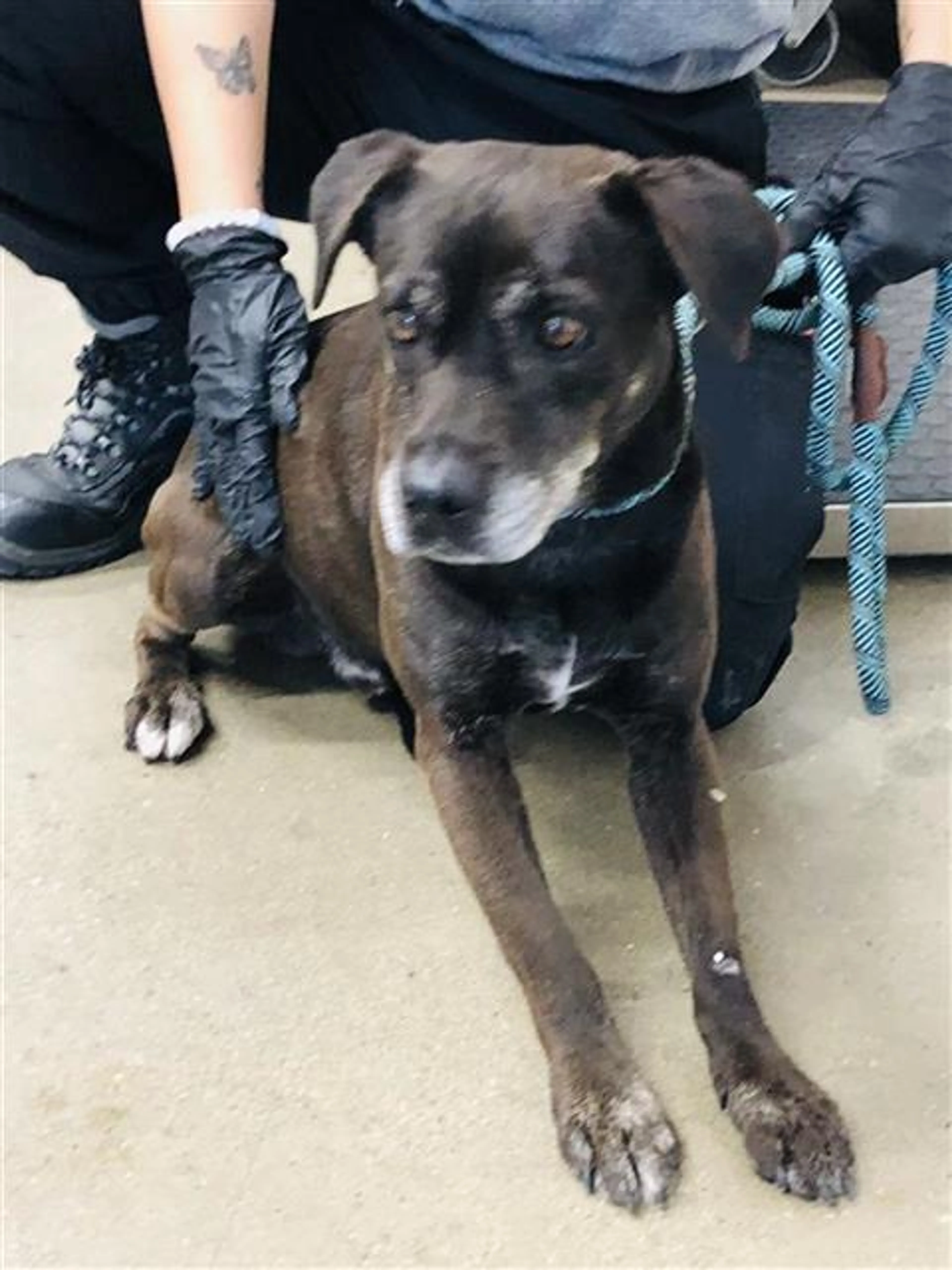 Found pet