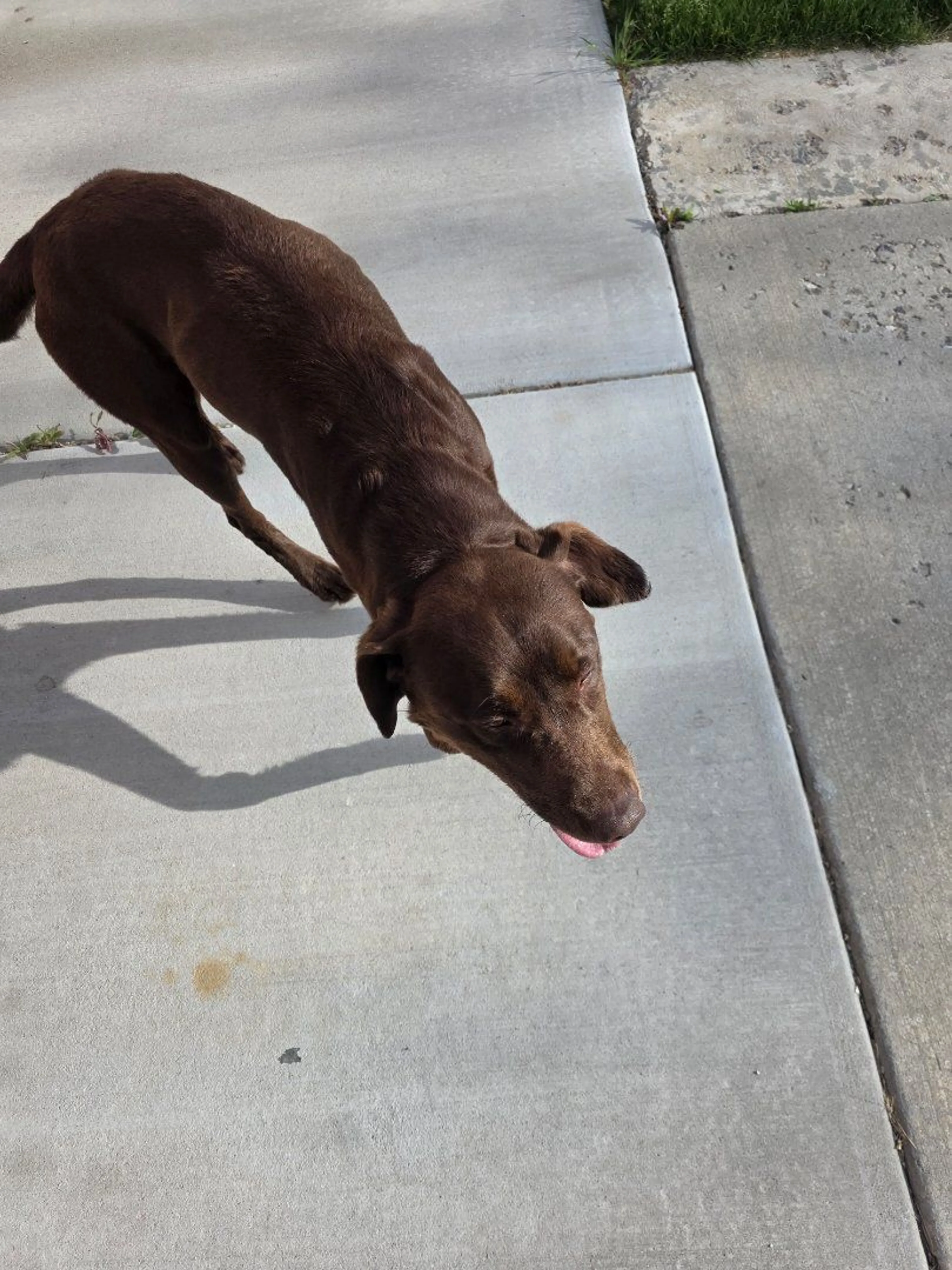 Lost pet-0